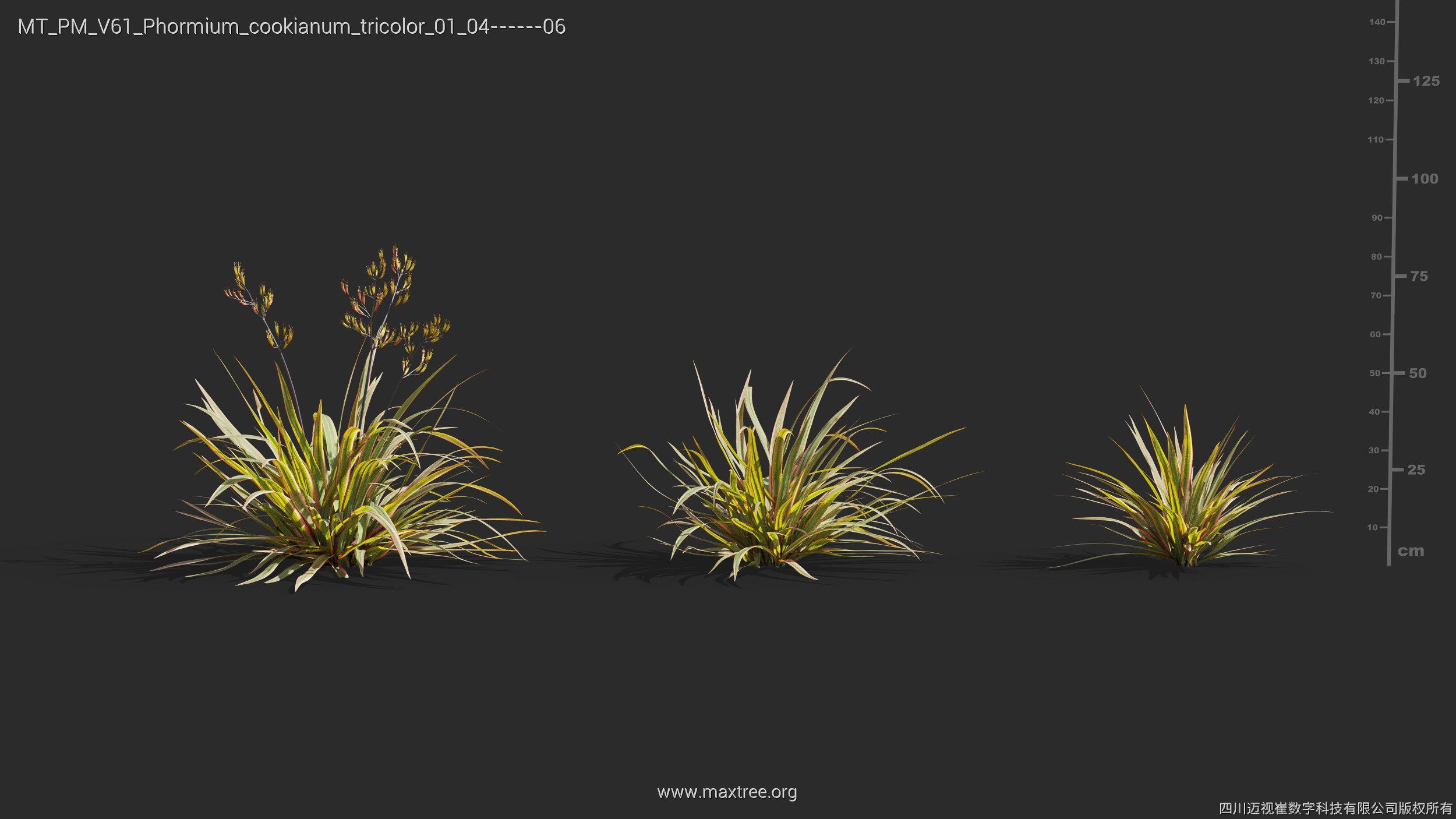Maxtree Plant Models Vol 61 - Mesh 3D model_28