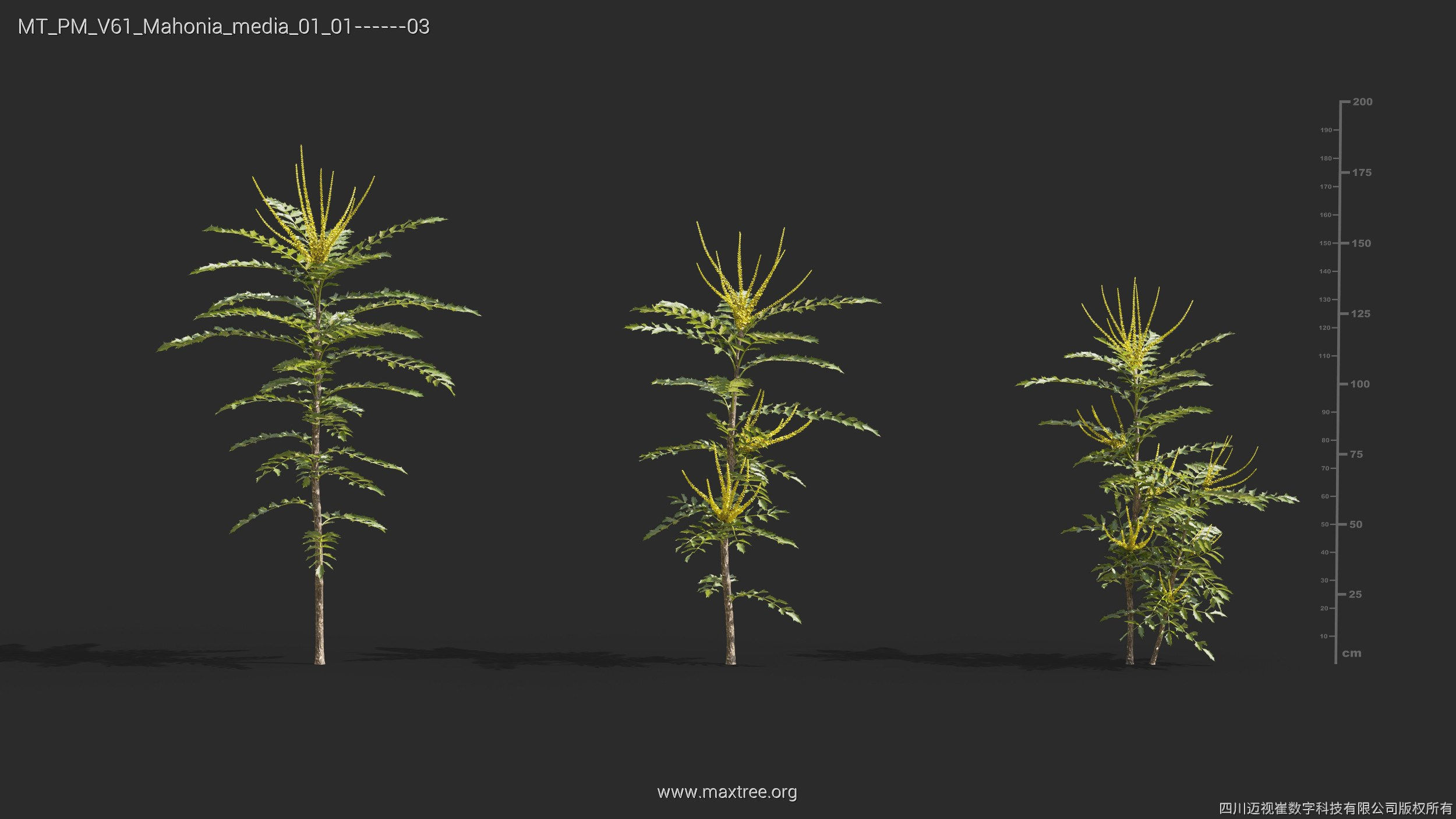 Maxtree Plant Models Vol 61 - Mesh 3D model_25