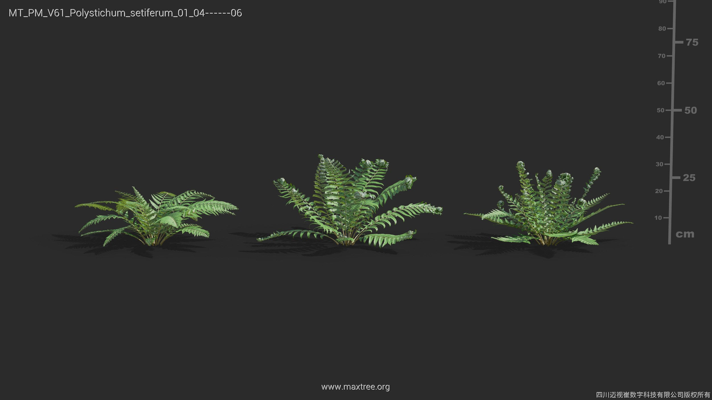 Maxtree Plant Models Vol 61 - Mesh 3D model_32