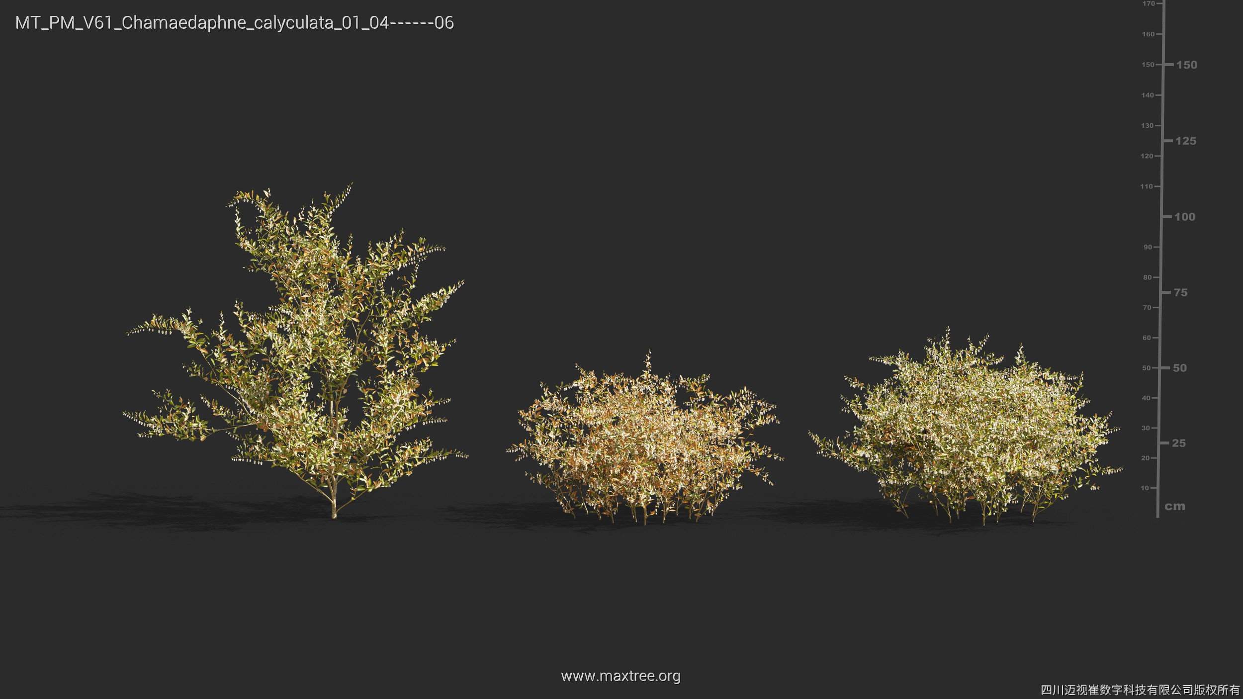 Maxtree Plant Models Vol 61 - Mesh 3D model_8