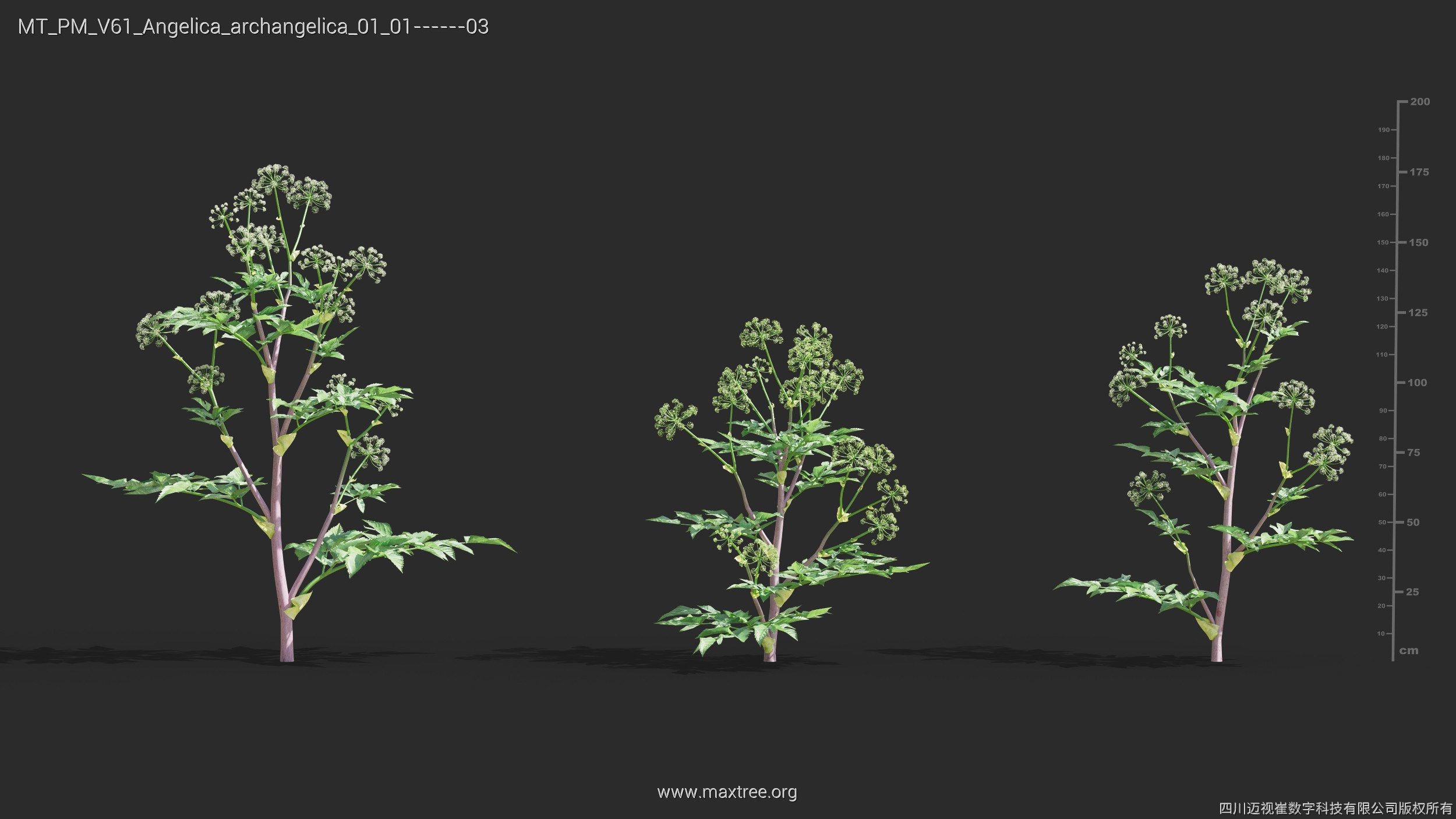 Maxtree Plant Models Vol 61 - Mesh 3D model_5