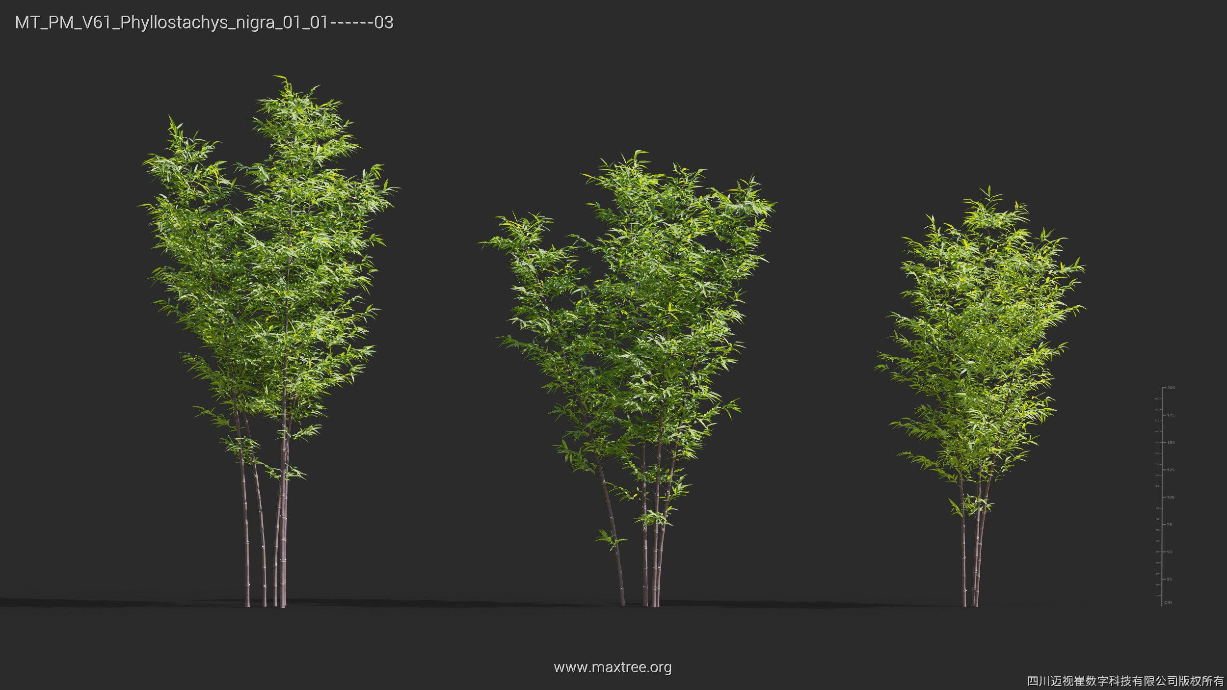 Maxtree Plant Models Vol 61 - Mesh 3D model_29
