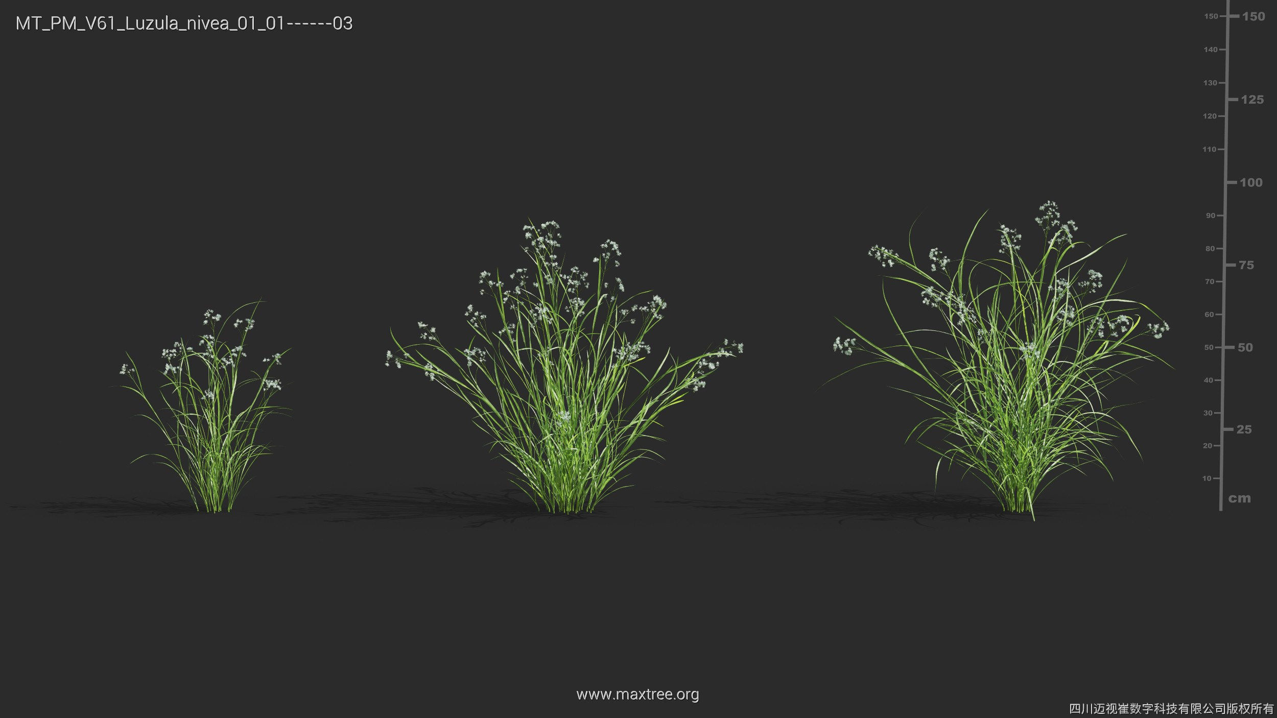 Maxtree Plant Models Vol 61 - Mesh 3D model_23
