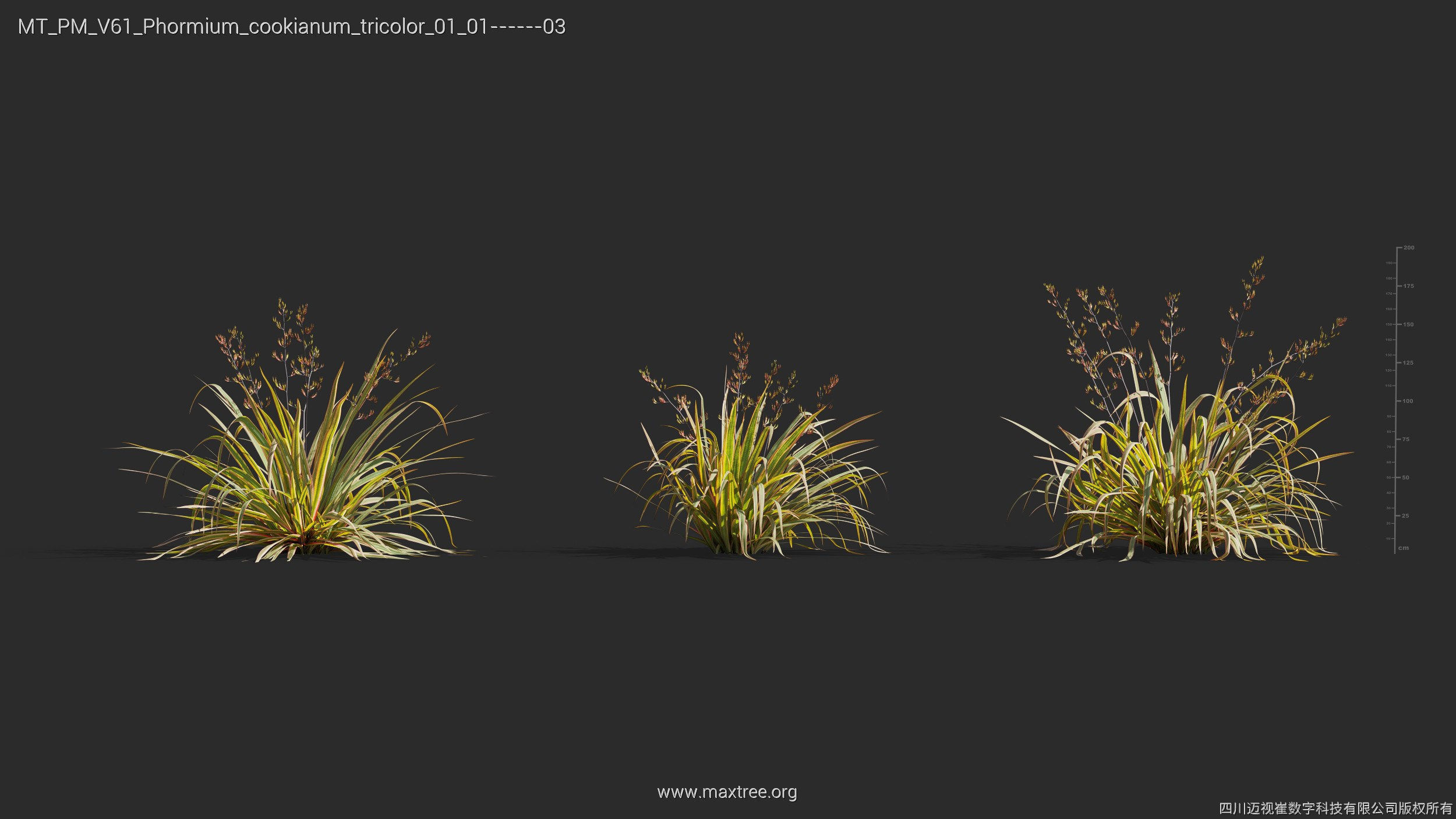 Maxtree Plant Models Vol 61 - Mesh 3D model_27