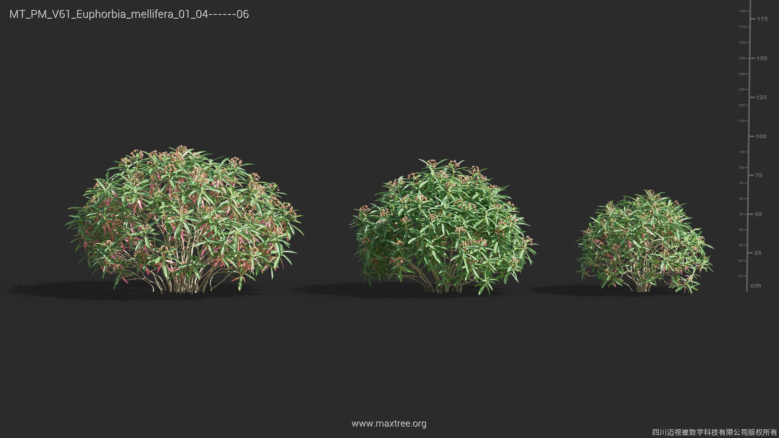 Maxtree Plant Models Vol 61 - Mesh 3D model_14
