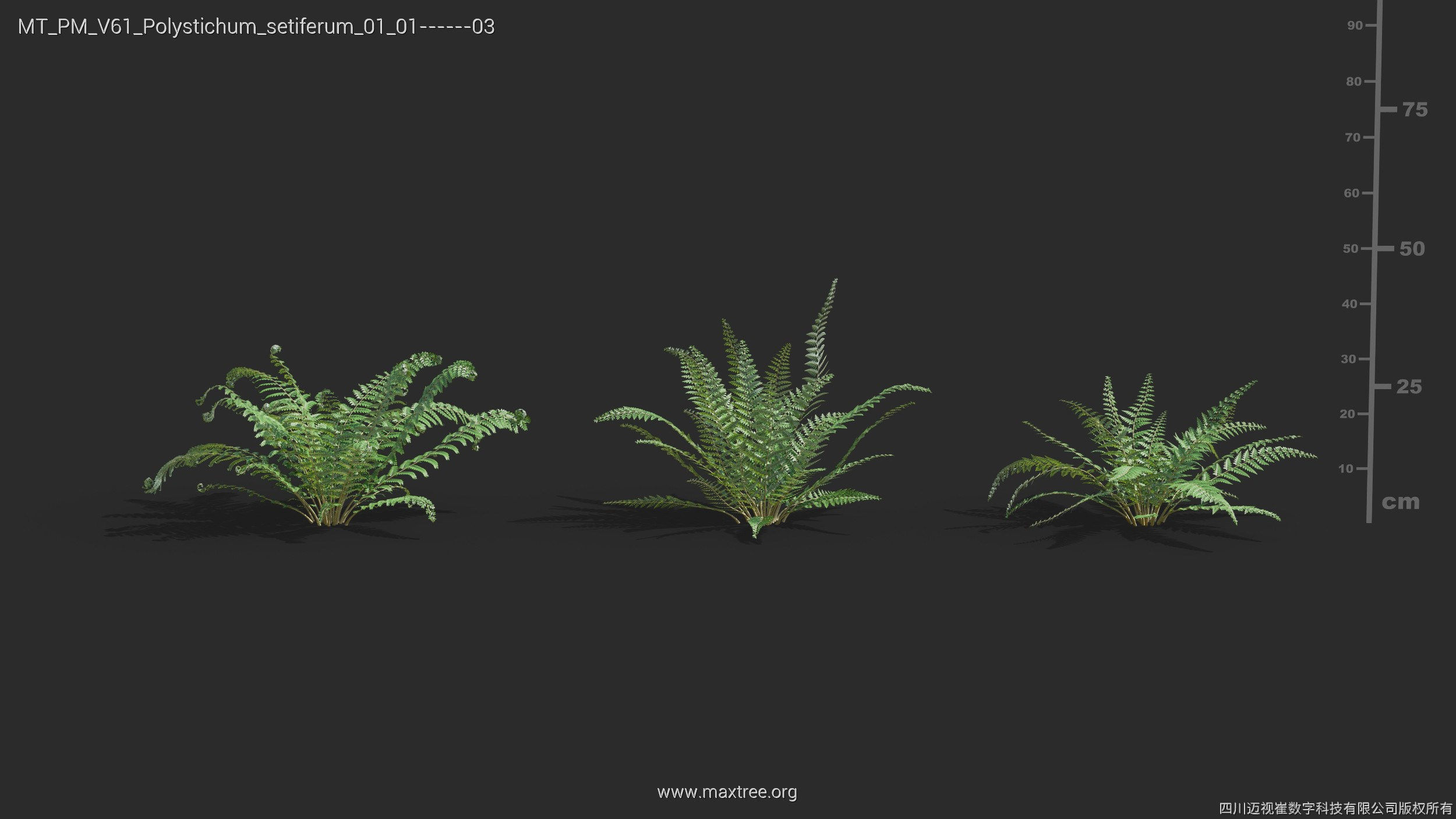 Maxtree Plant Models Vol 61 - Mesh 3D model_31
