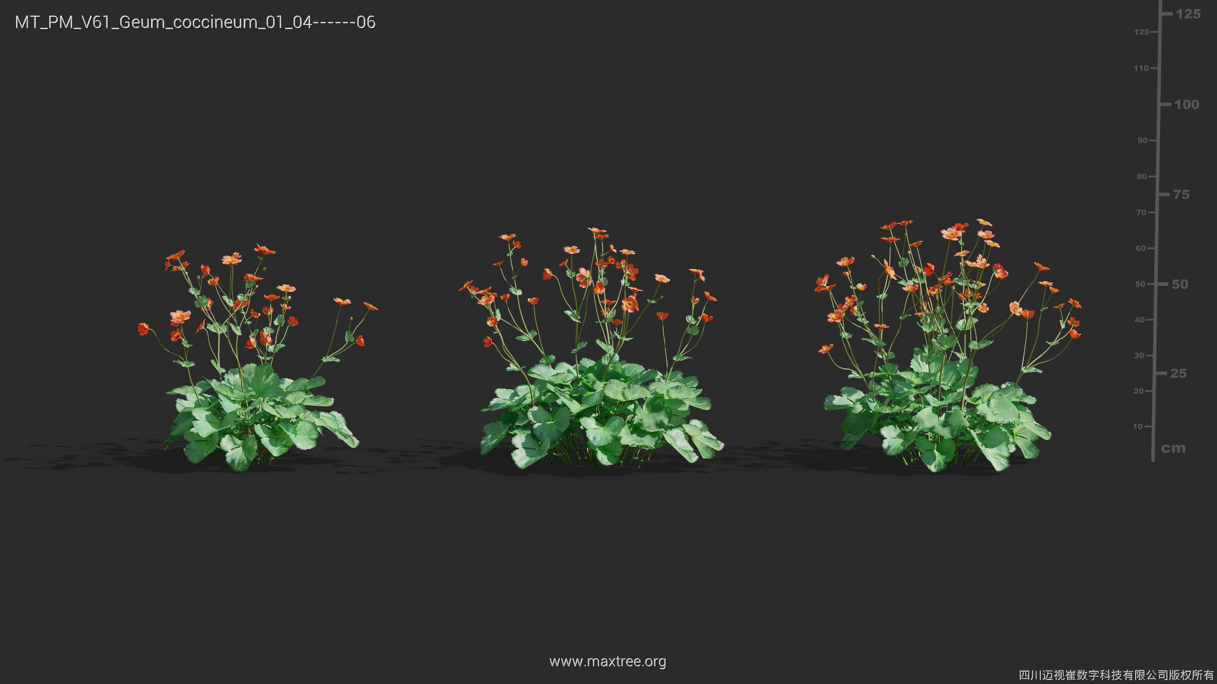 Maxtree Plant Models Vol 61 - Mesh 3D model_20