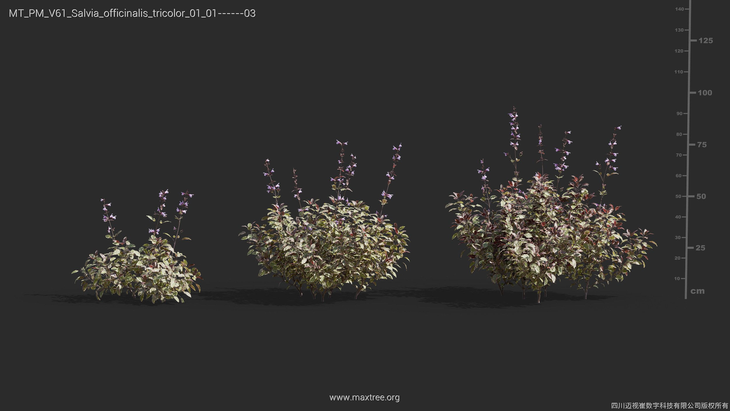 Maxtree Plant Models Vol 61 - Mesh 3D model_33