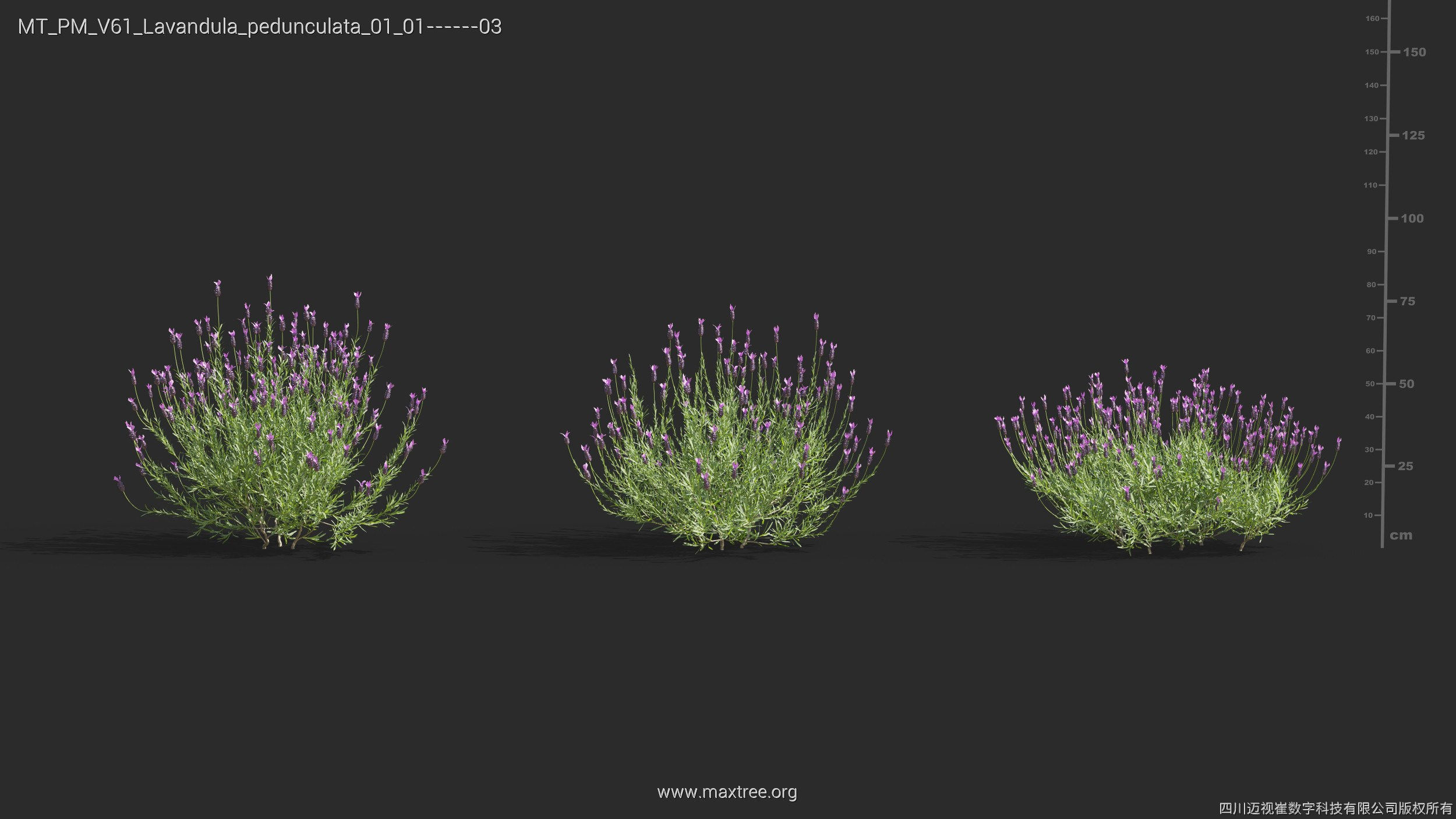 Maxtree Plant Models Vol 61 - Mesh 3D model_21