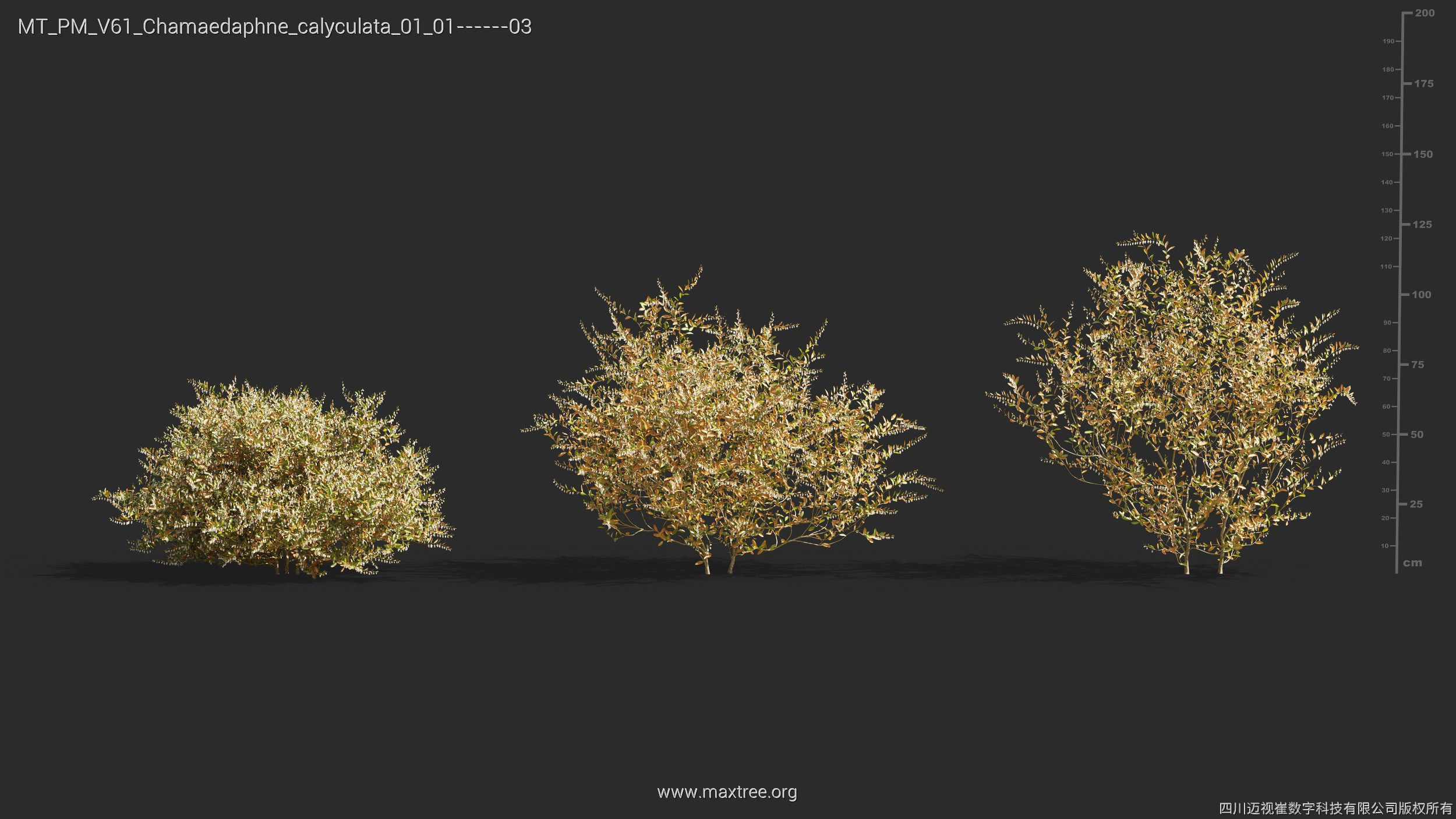 Maxtree Plant Models Vol 61 - Mesh 3D model_7