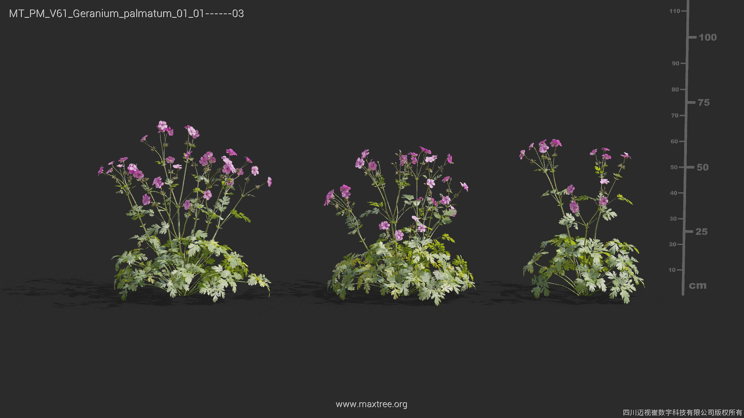 Maxtree Plant Models Vol 61 - Mesh 3D model_17