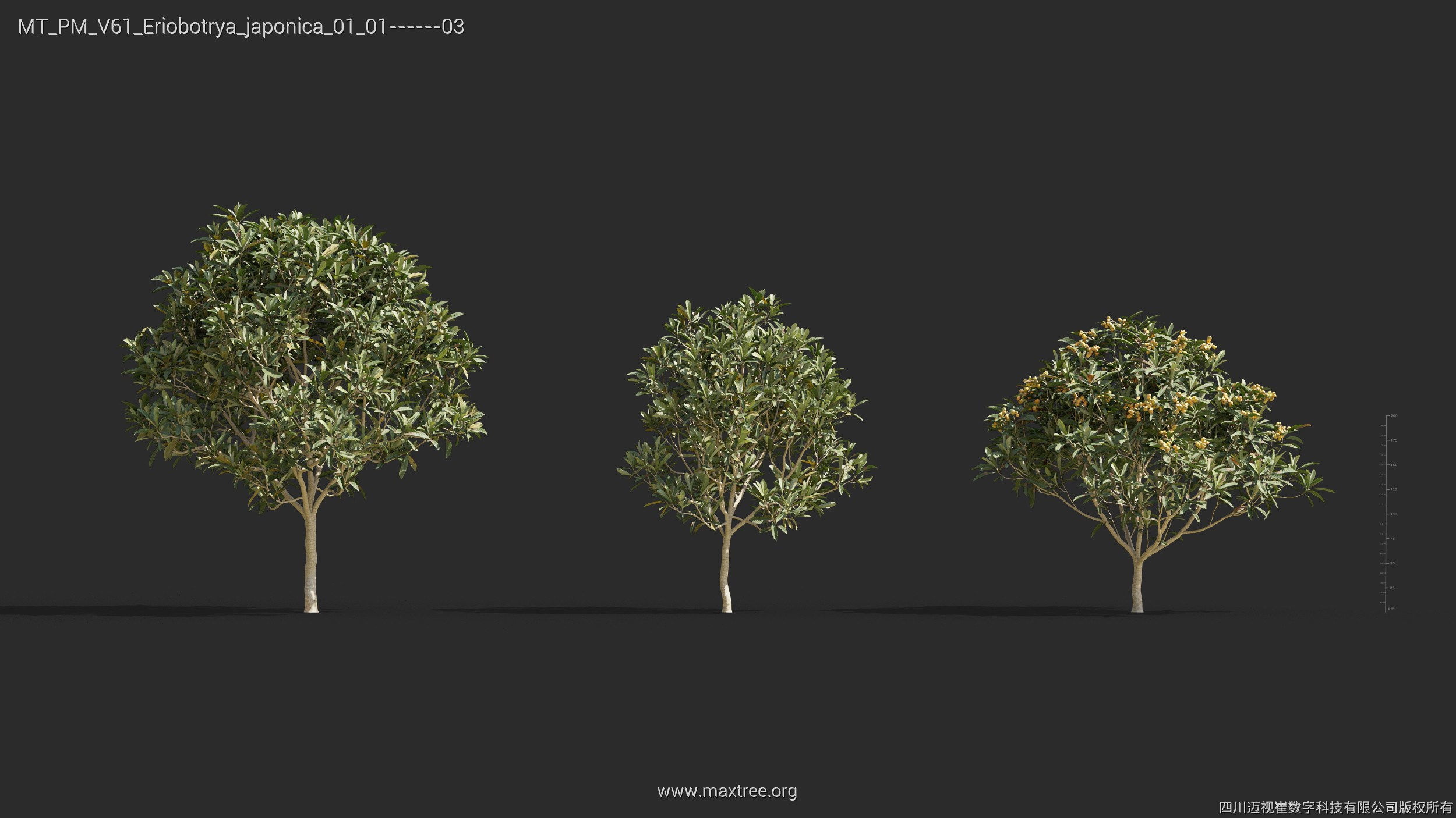 Maxtree Plant Models Vol 61 - Mesh 3D model_11