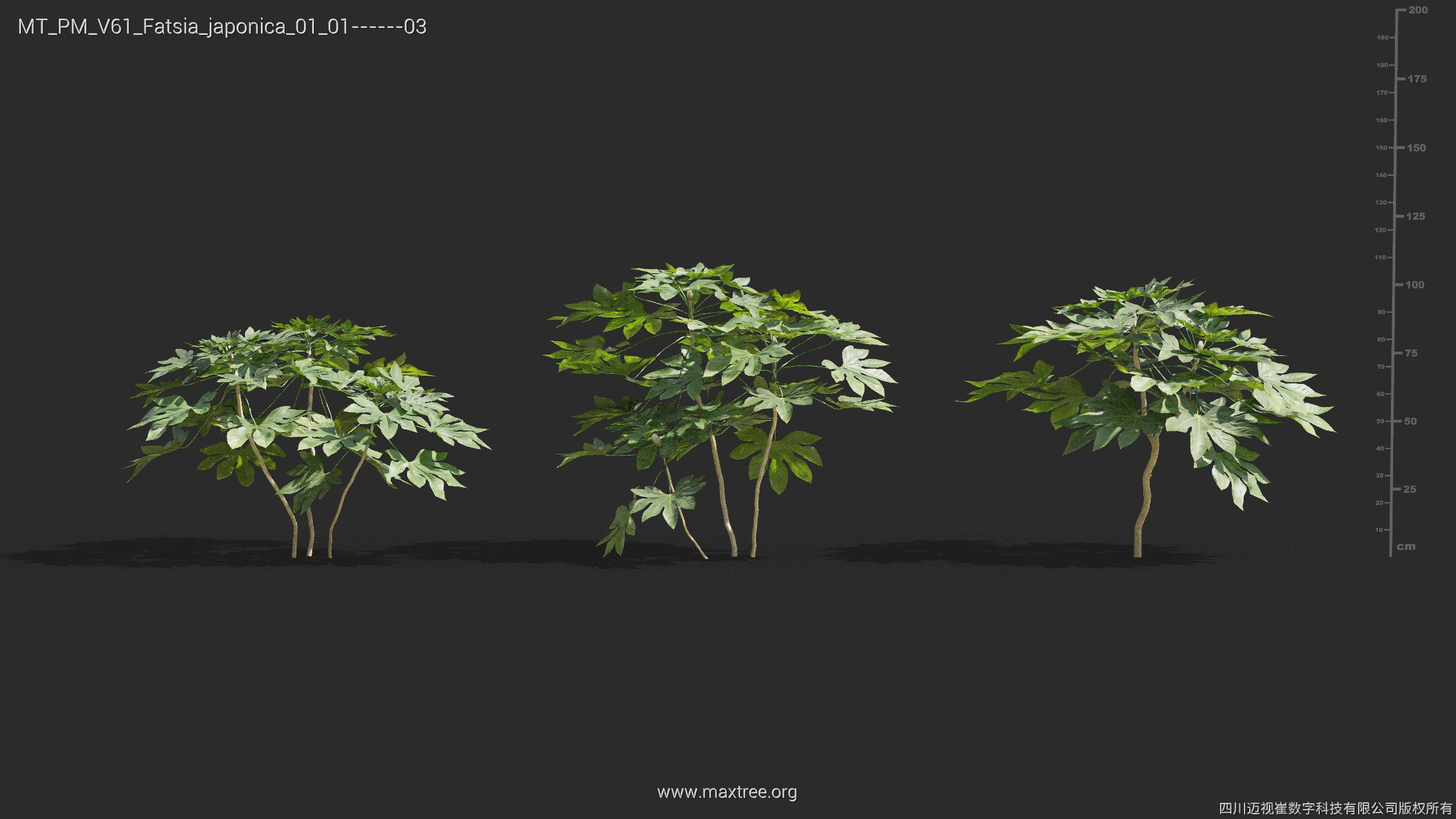 Maxtree Plant Models Vol 61 - Mesh 3D model_15