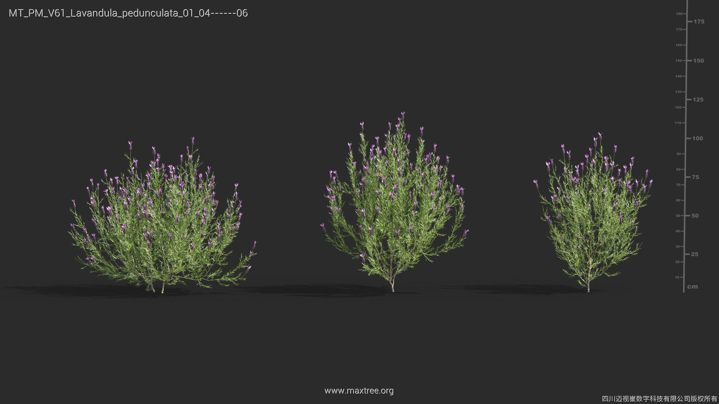 Maxtree Plant Models Vol 61 - Mesh 3D model_22