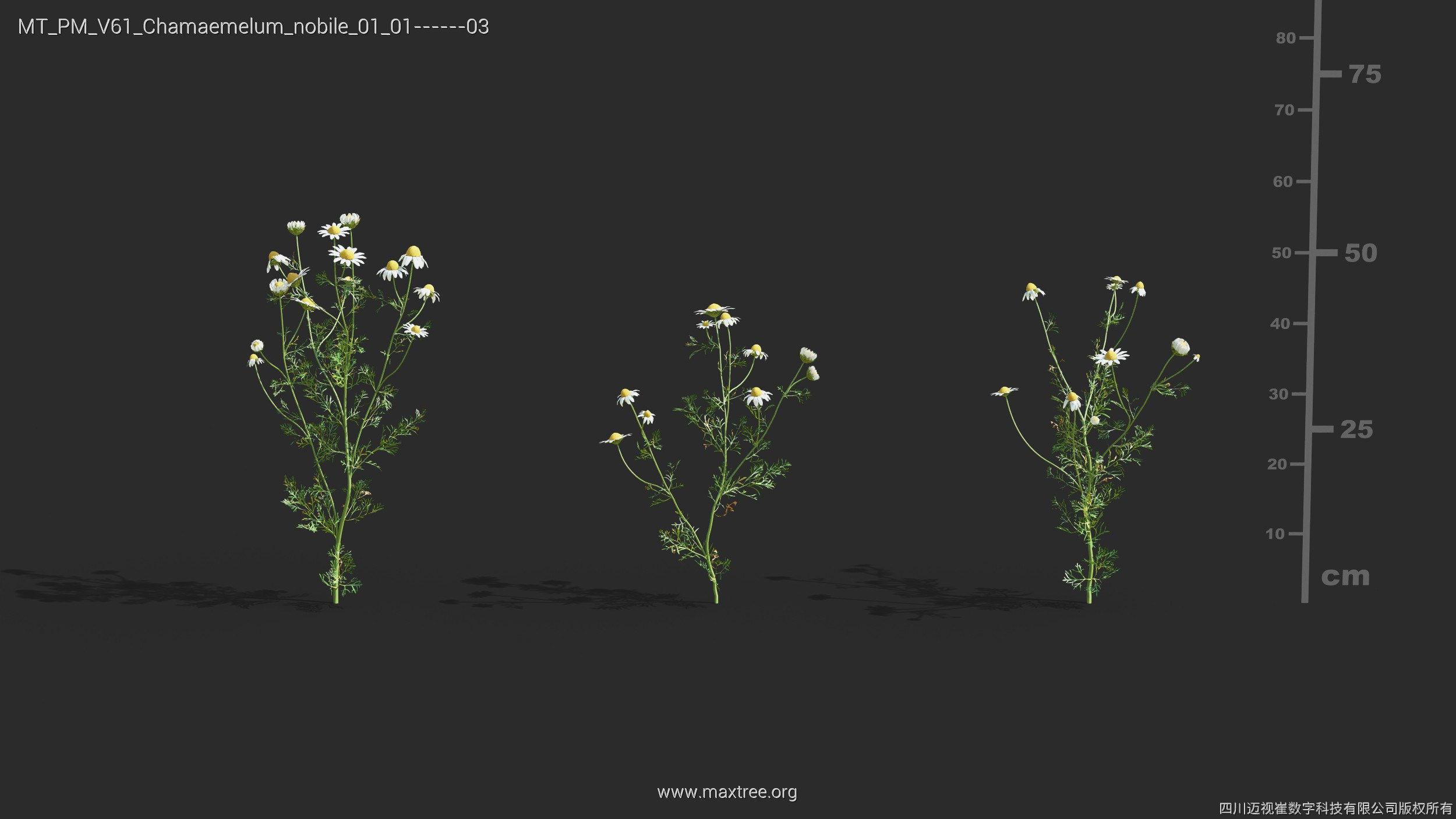 Maxtree Plant Models Vol 61 - Mesh 3D model_9
