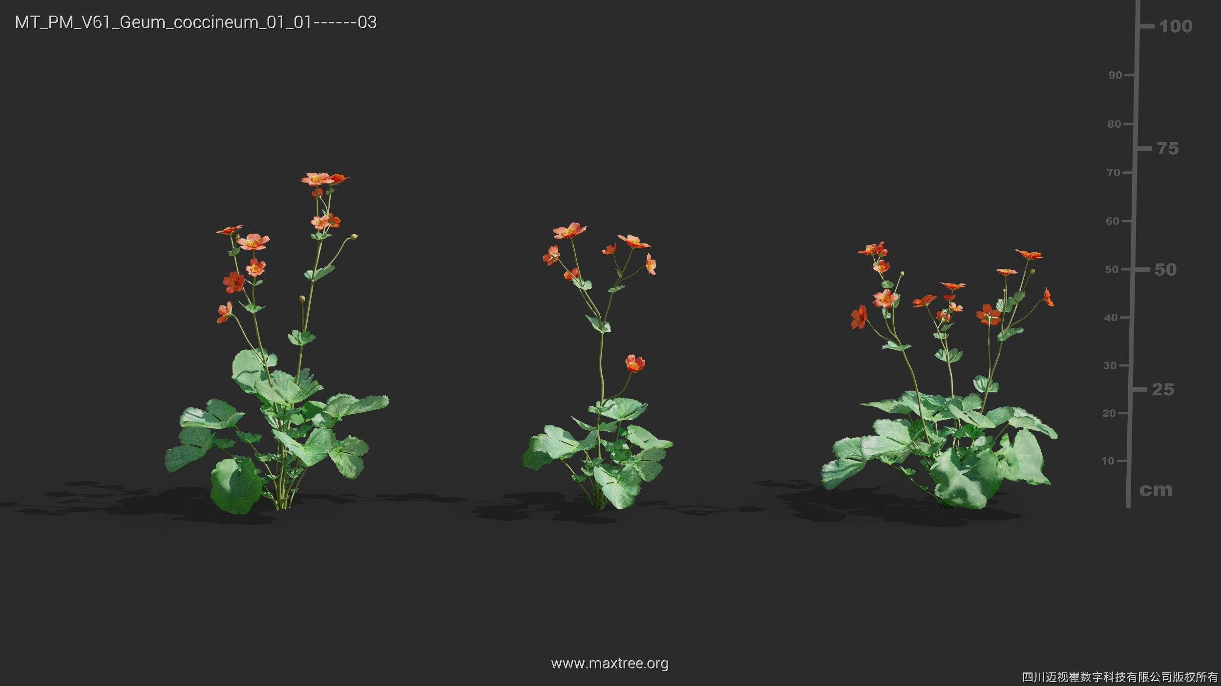 Maxtree Plant Models Vol 61 - Mesh 3D model_19