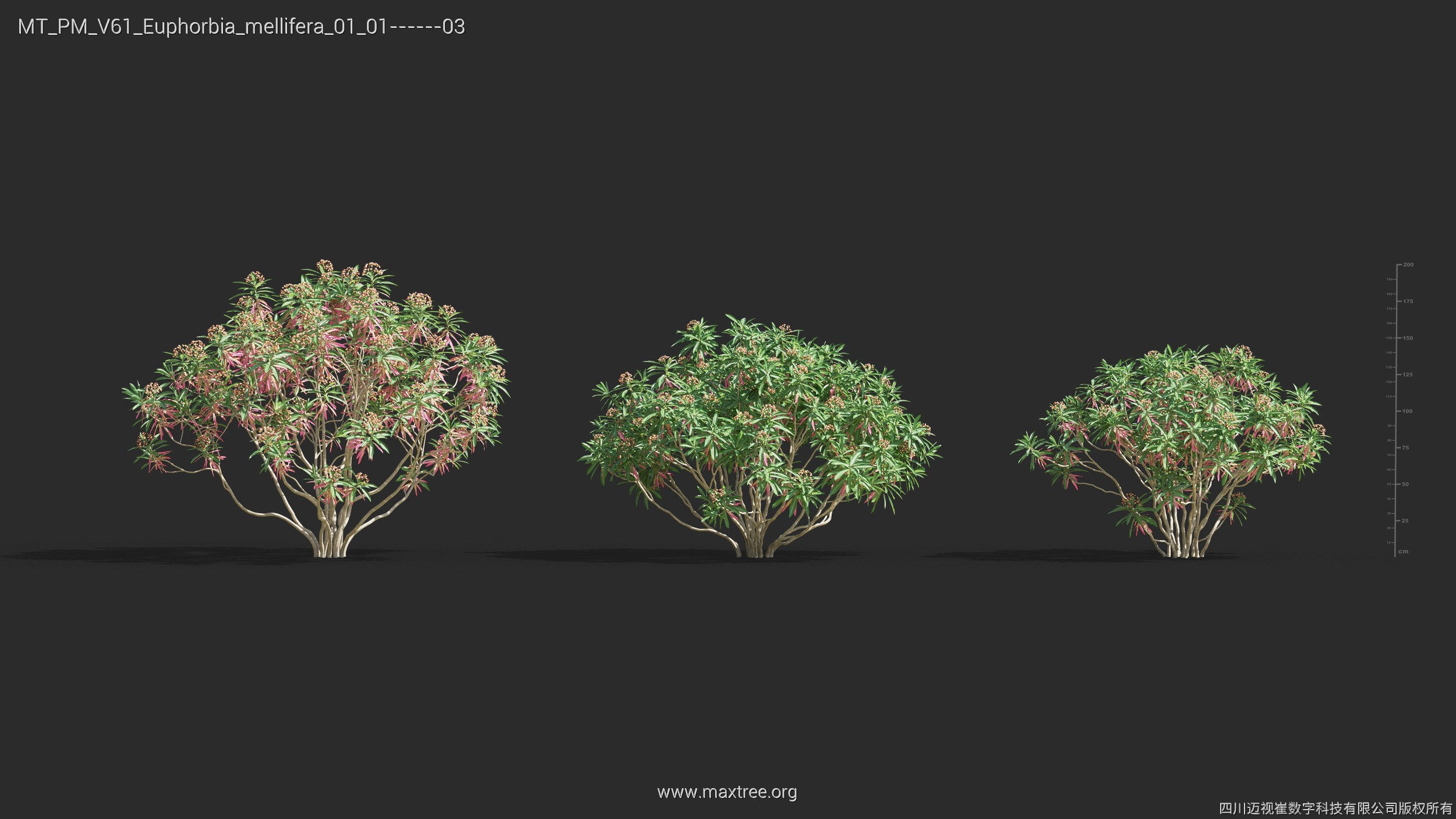 Maxtree Plant Models Vol 61 - Mesh 3D model_13