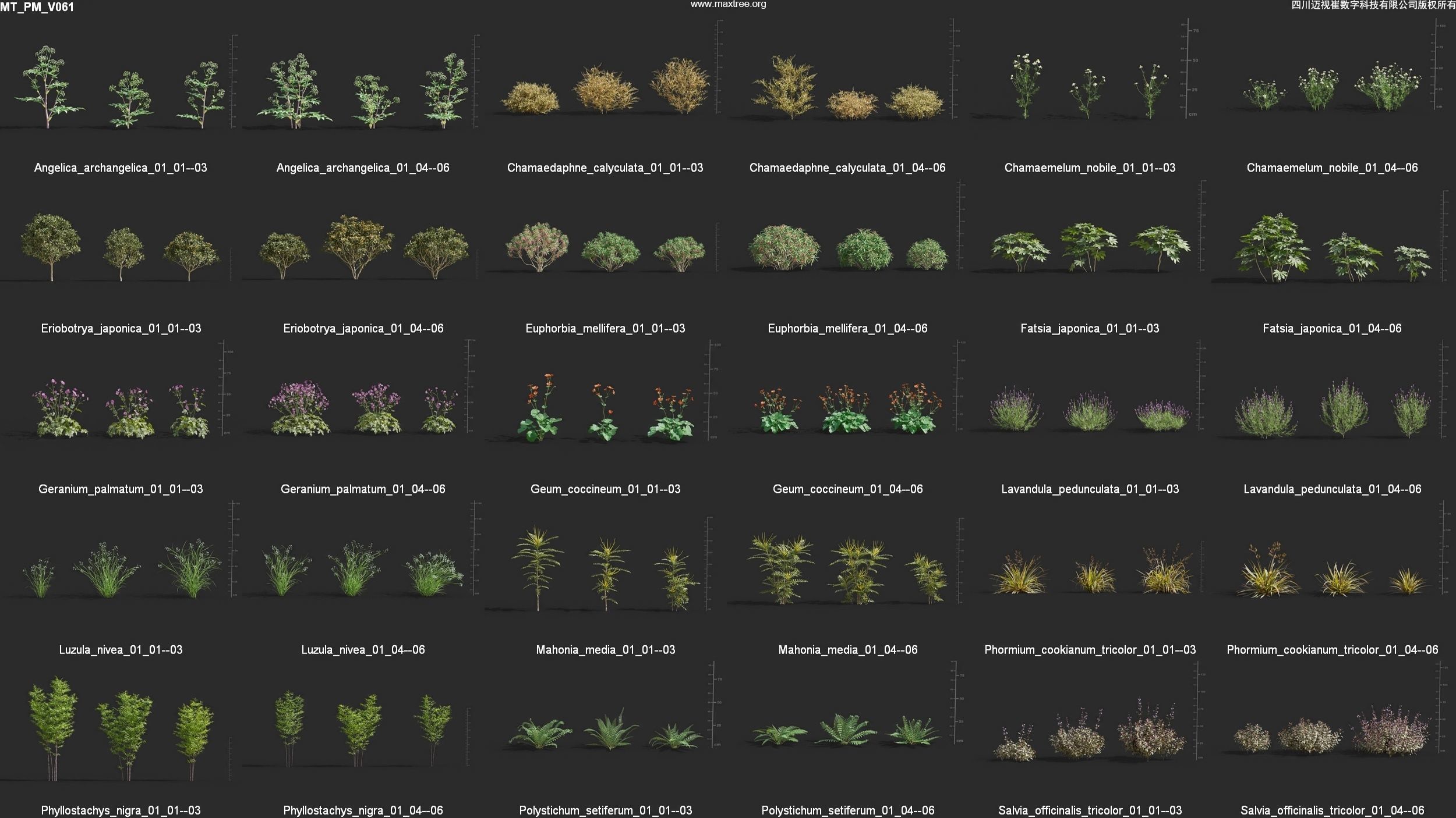 Maxtree Plant Models Vol 61 - Mesh 3D model_4