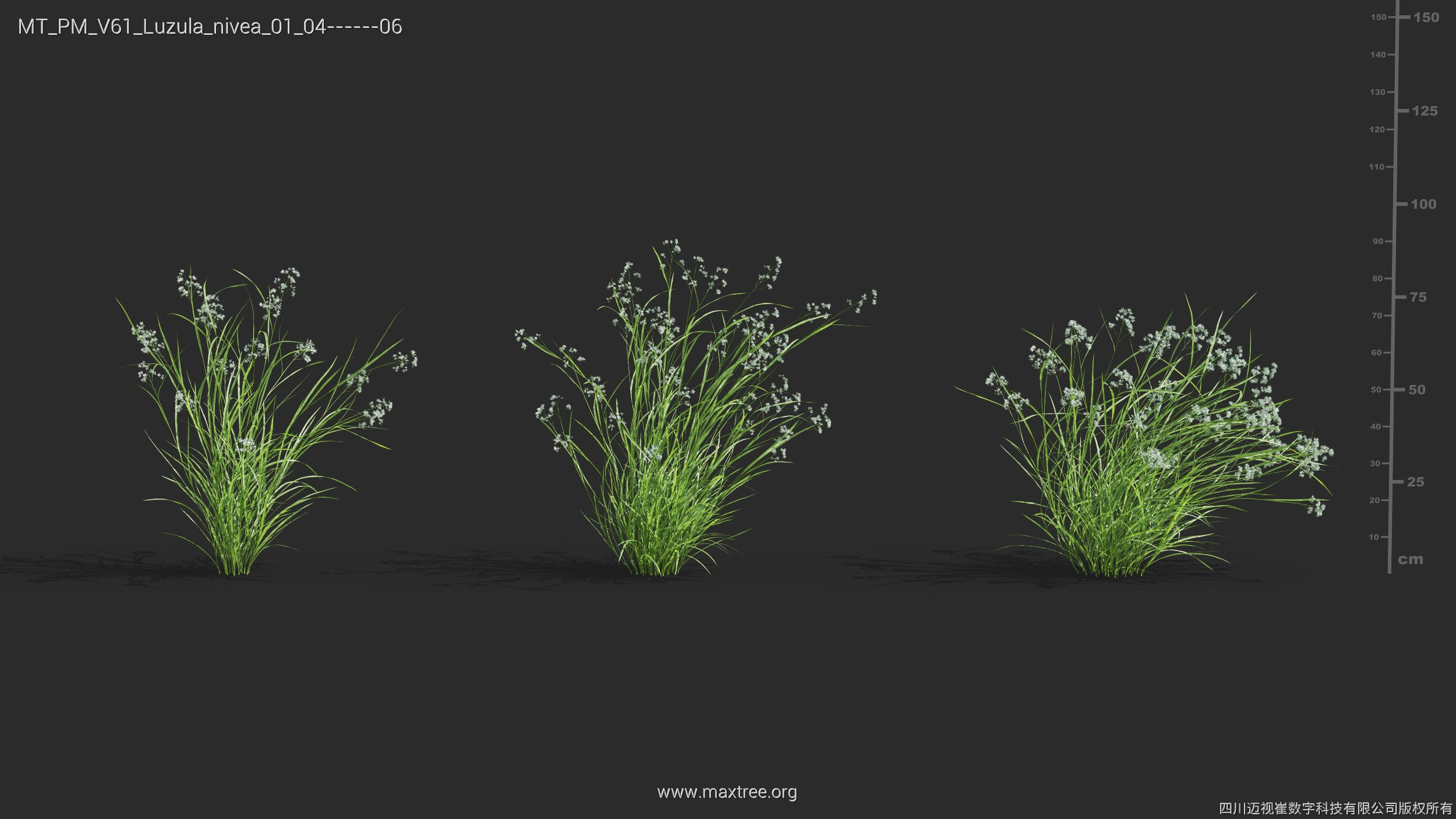 Maxtree Plant Models Vol 61 - Mesh 3D model_24