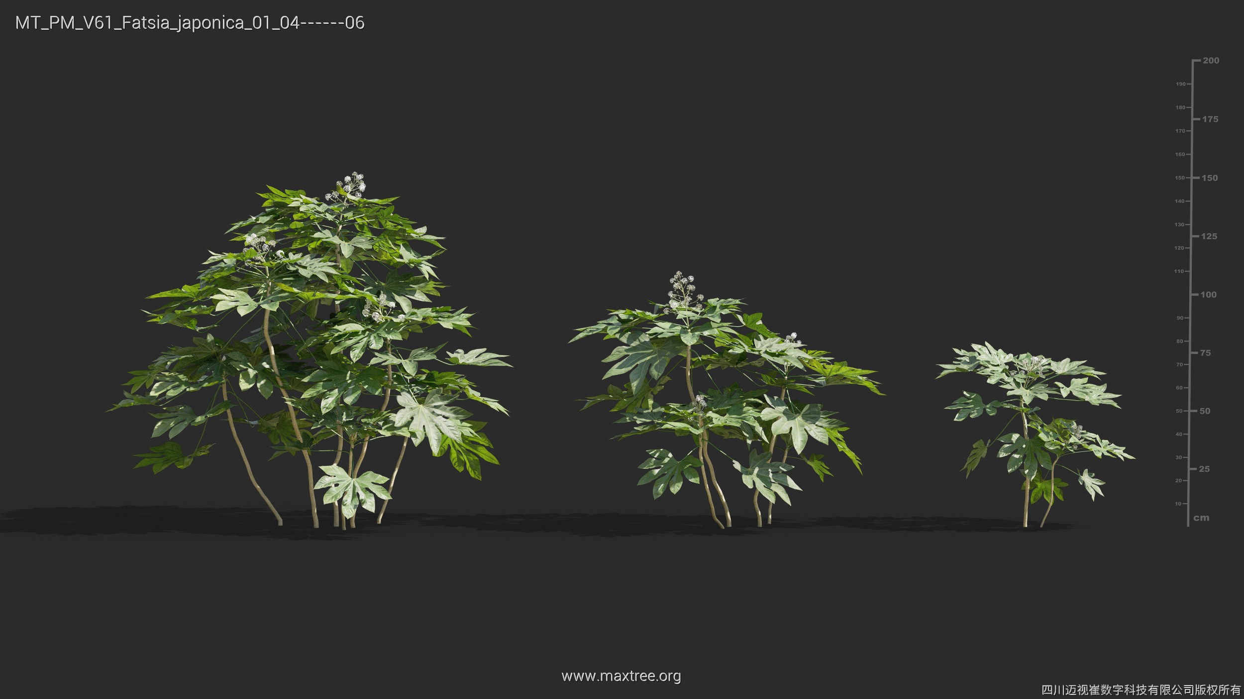 Maxtree Plant Models Vol 61 - Mesh 3D model_16