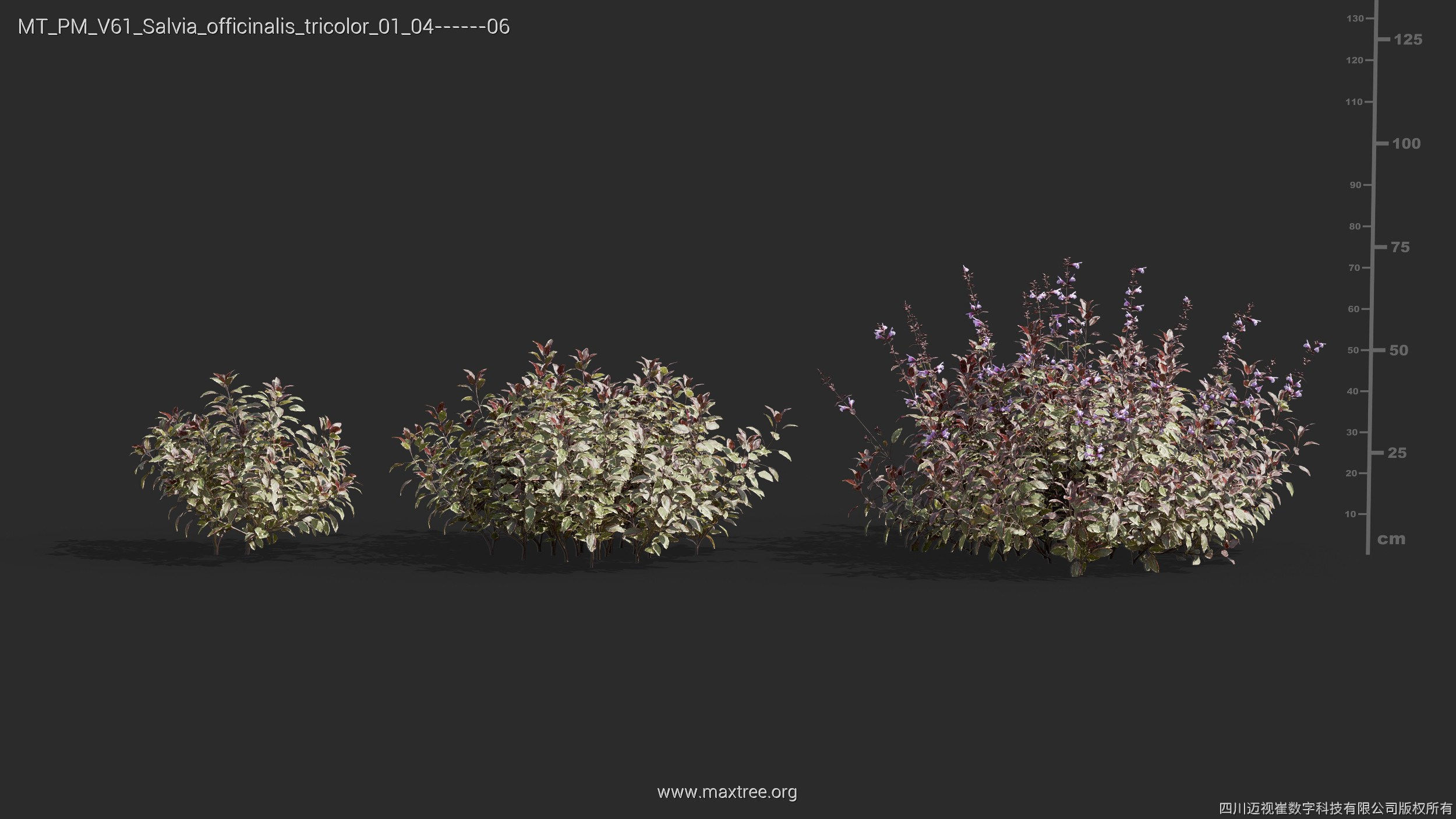 Maxtree Plant Models Vol 61 - Mesh 3D model_34