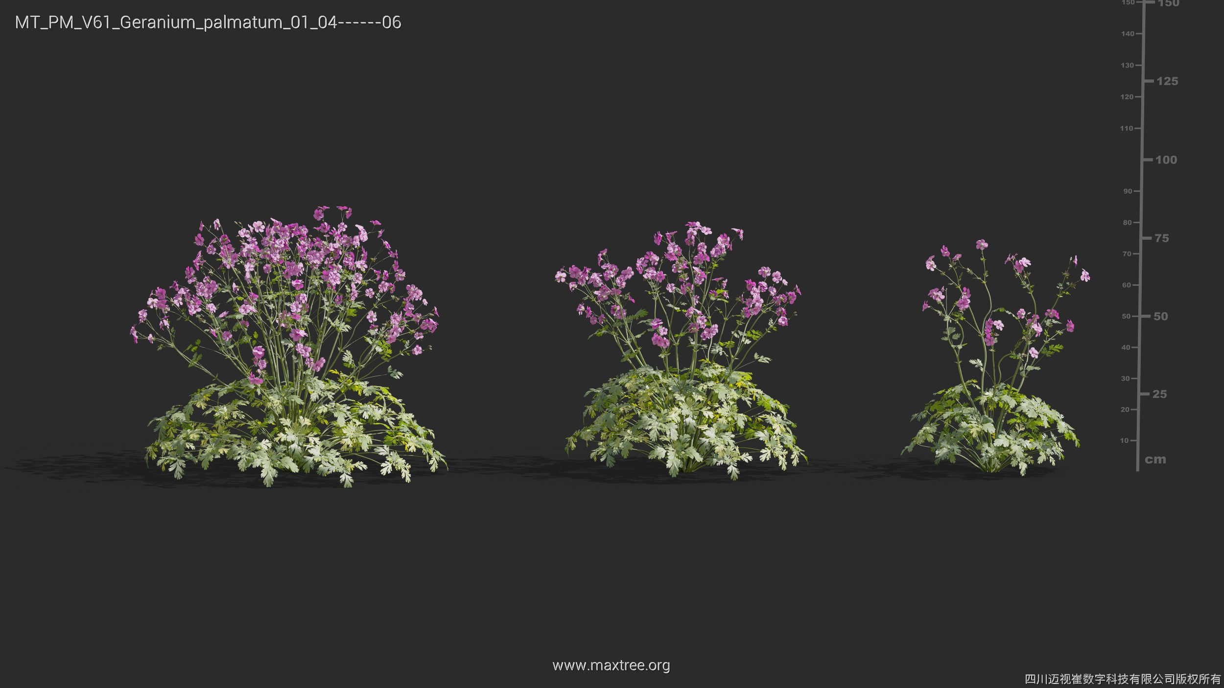 Maxtree Plant Models Vol 61 - Mesh 3D model_18