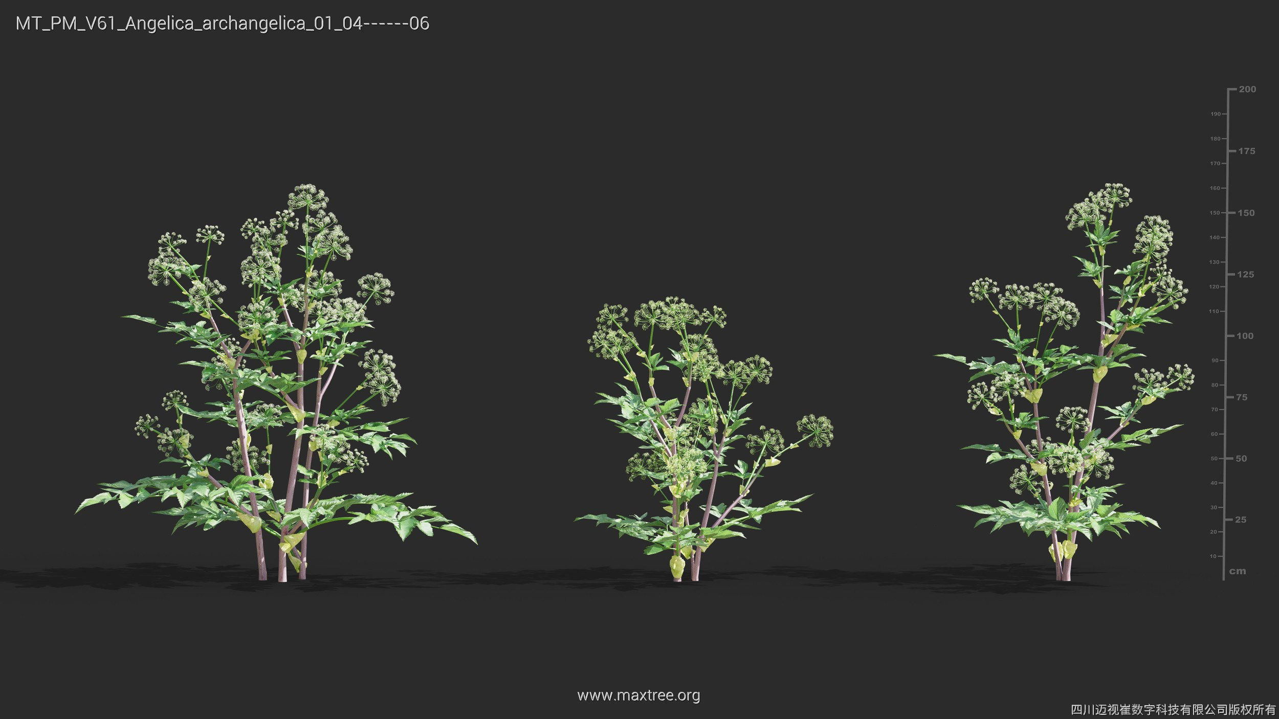 Maxtree Plant Models Vol 61 - Mesh 3D model_6