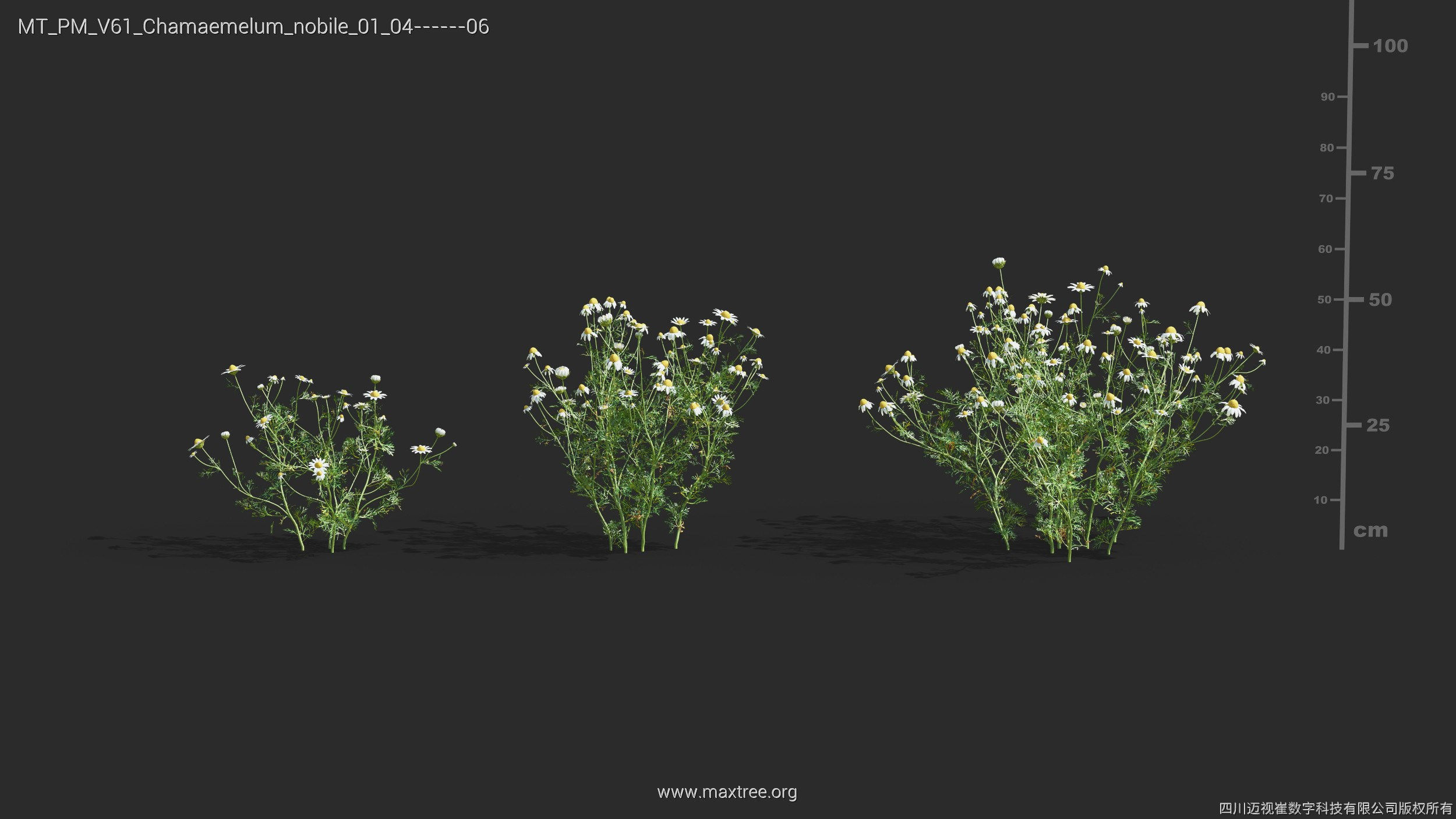 Maxtree Plant Models Vol 61 - Mesh 3D model_10