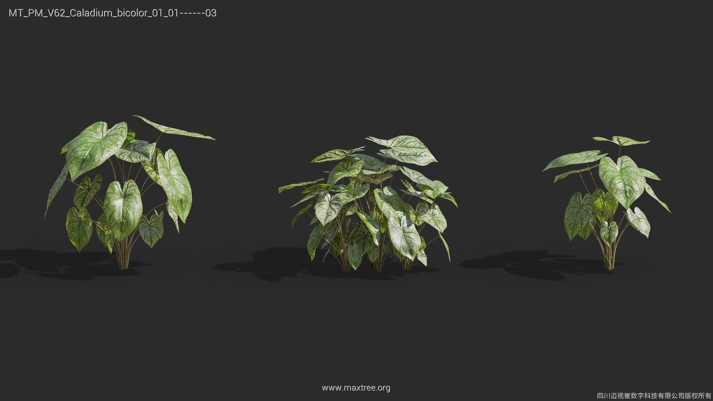 Maxtree Plant Models Vol 62 - Mesh 3D model | CGTrader