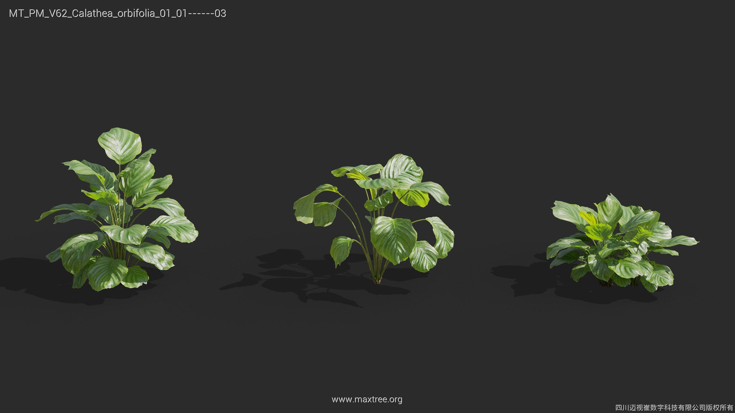 Maxtree Plant Models Vol 62 - Mesh 3D model | CGTrader