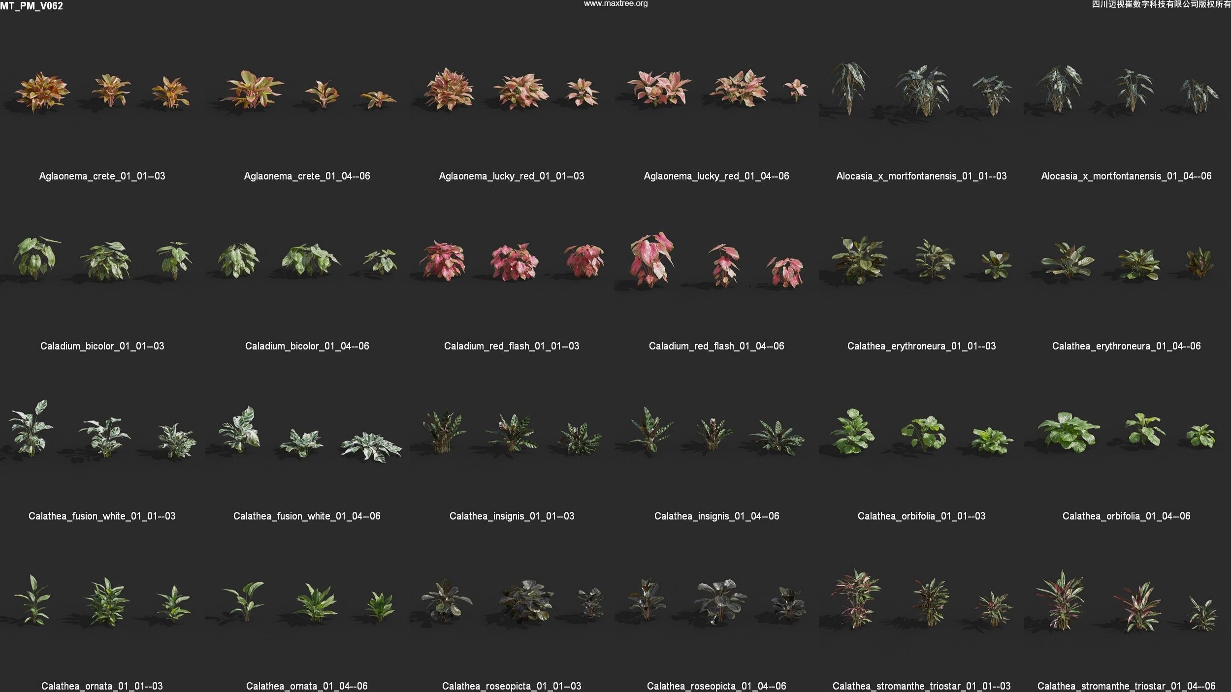 Maxtree Plant Models Vol 62 - Mesh 3D model | CGTrader