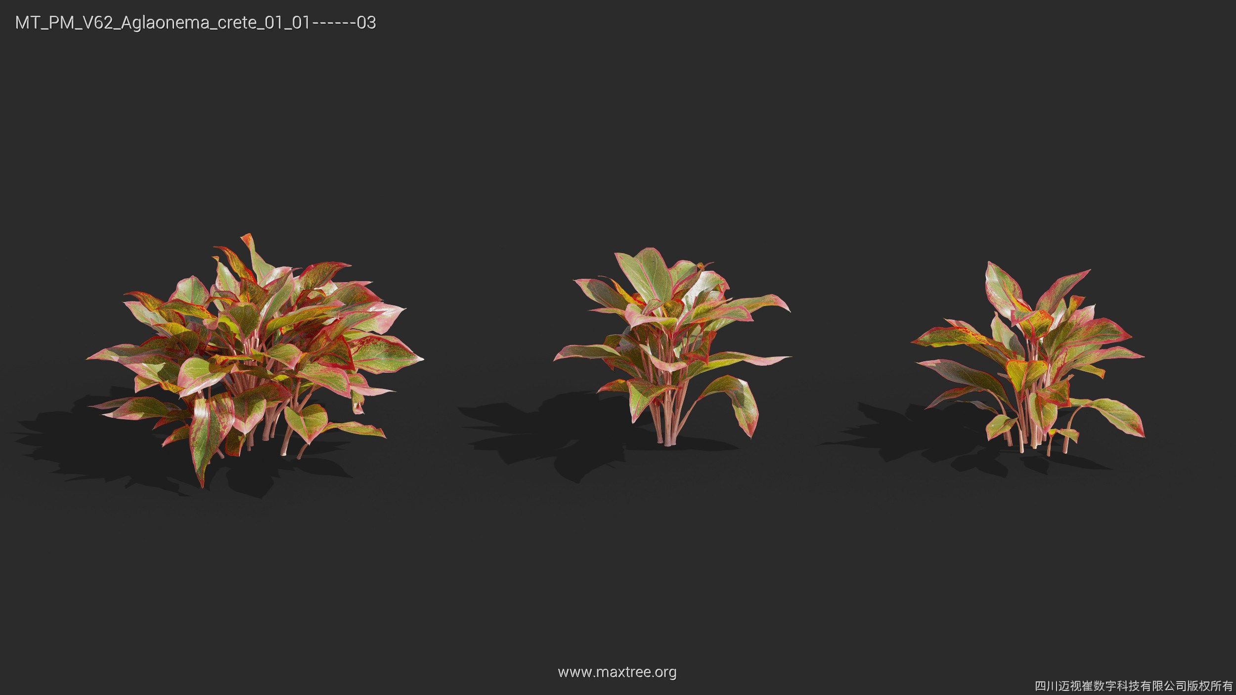 Maxtree Plant Models Vol 62 - Mesh 3D model | CGTrader