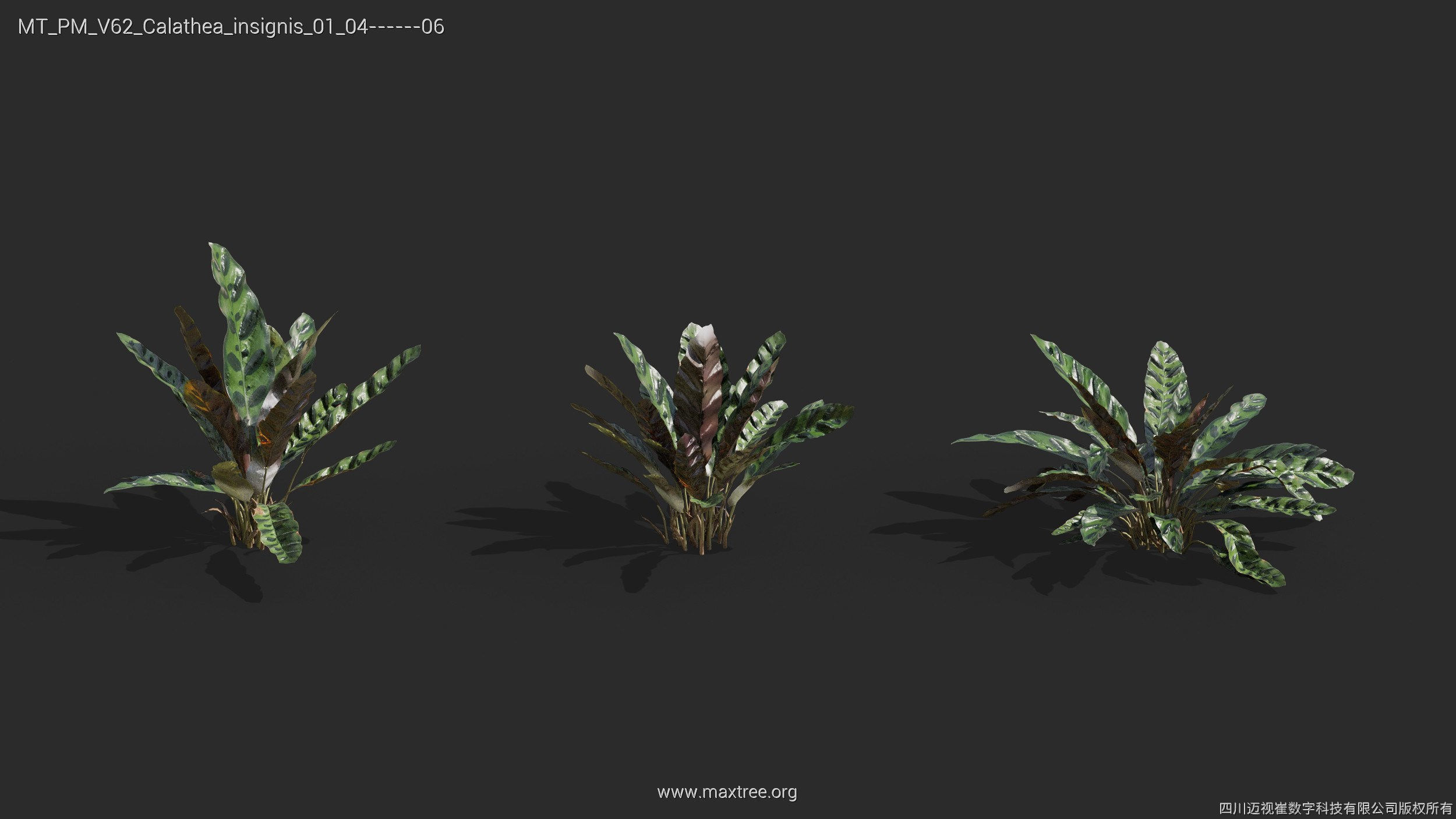 Maxtree Plant Models Vol 62 - Mesh 3D model | CGTrader