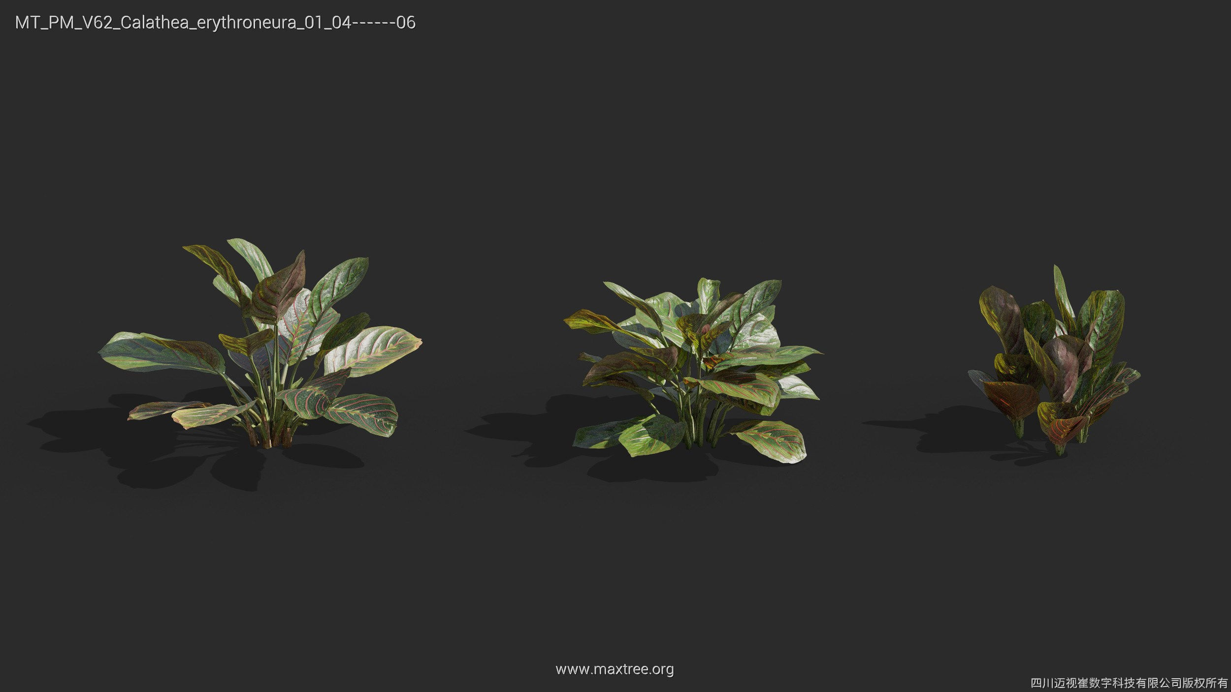 Maxtree Plant Models Vol 62 - Mesh 3D model | CGTrader