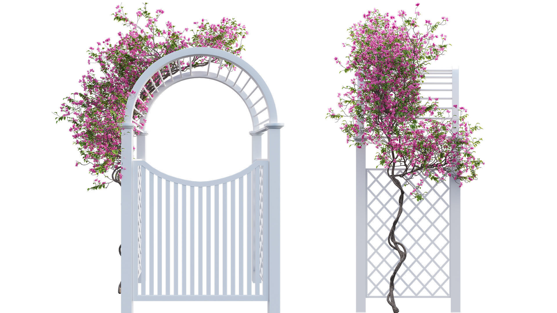 Bougainvillea 16 - Gate garden 3D model_9