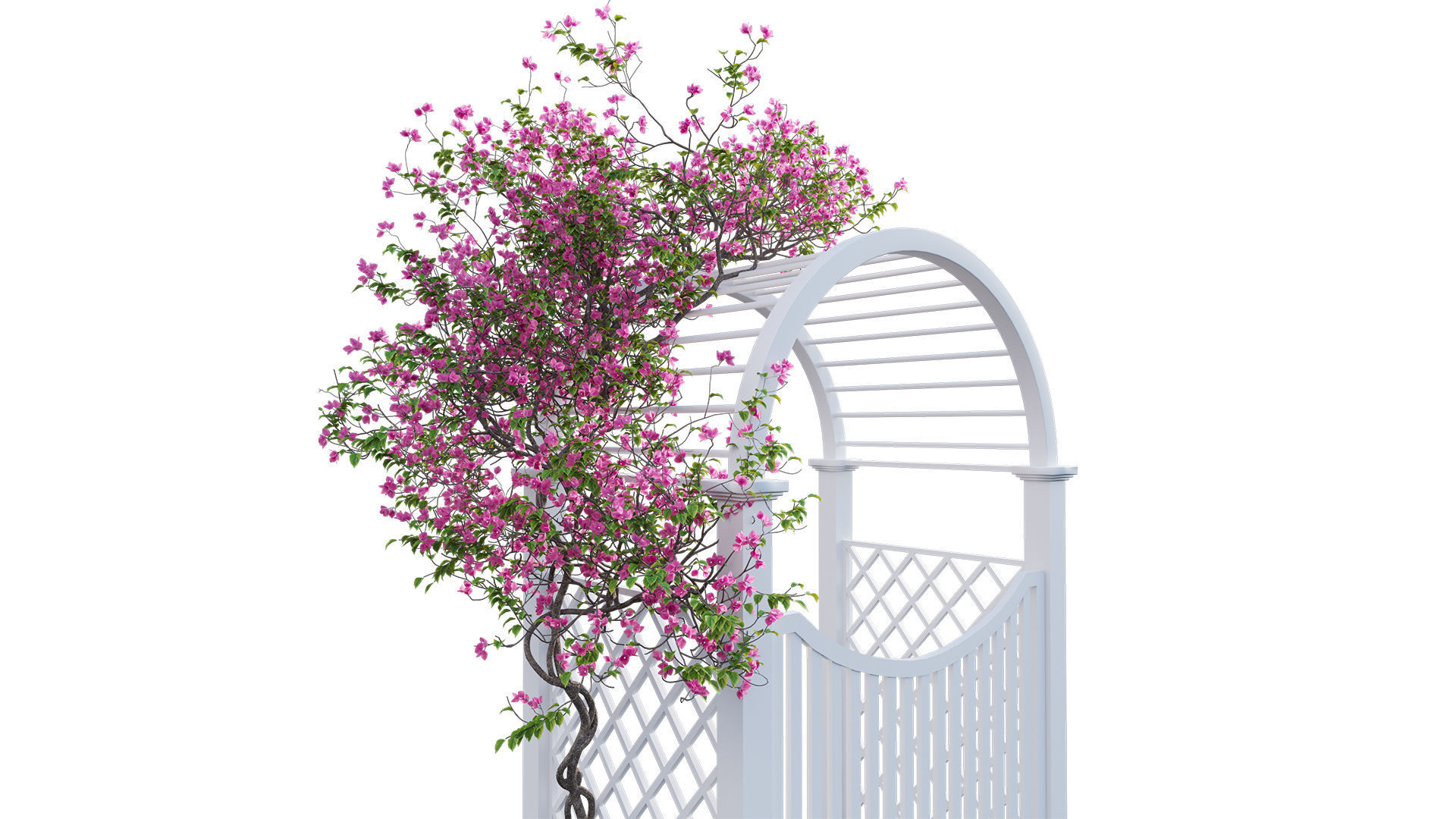 Bougainvillea 16 - Gate garden 3D model_7