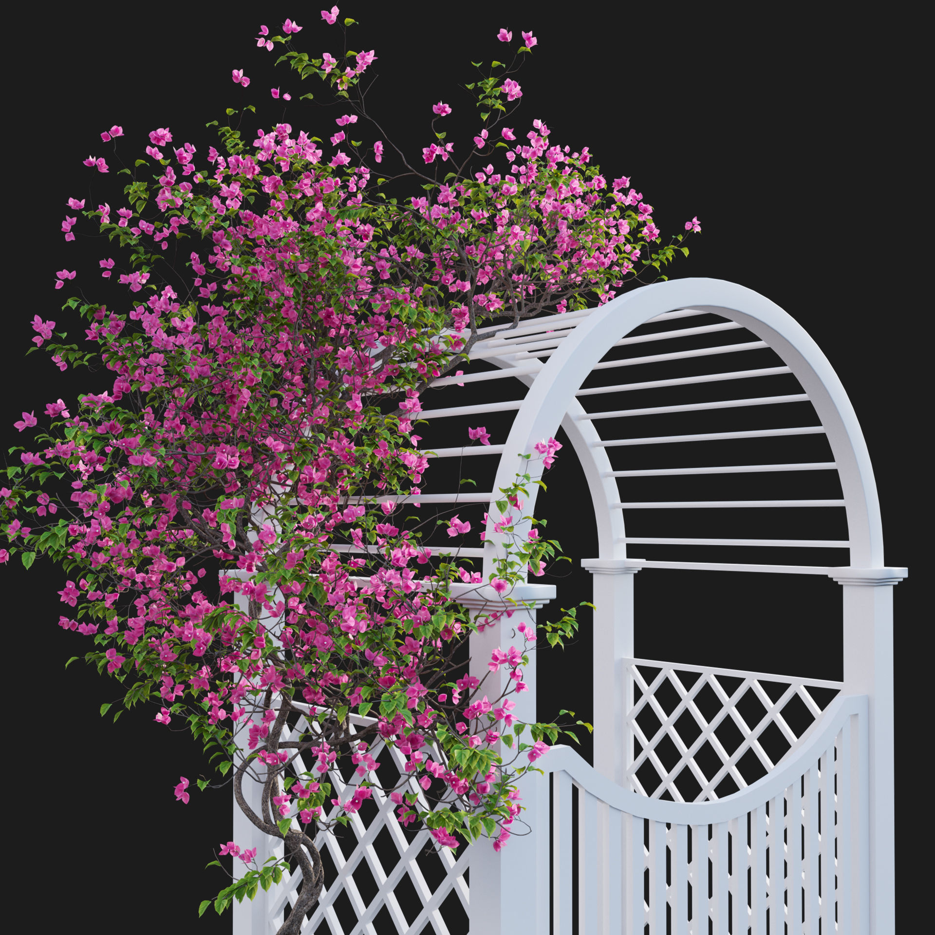 Bougainvillea 16 - Gate garden 3D model_3