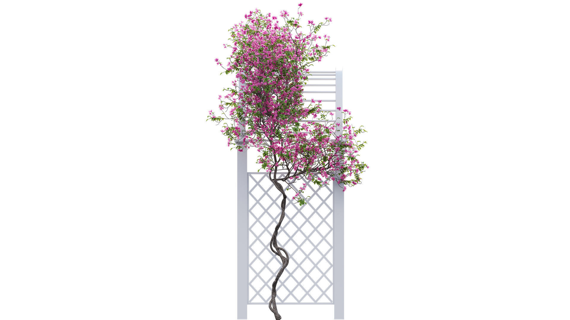 Bougainvillea 16 - Gate garden 3D model_6