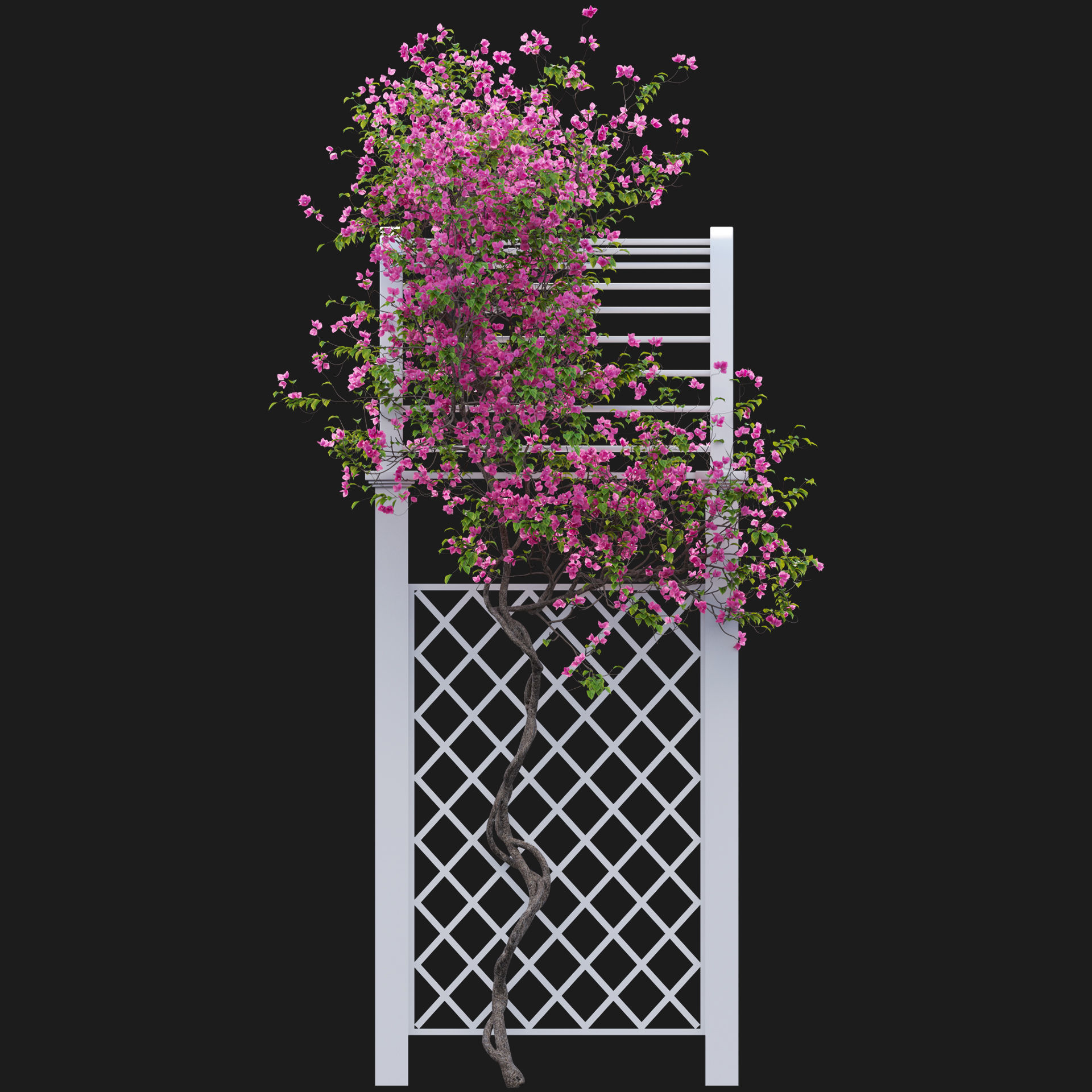 Bougainvillea 16 - Gate garden 3D model_2