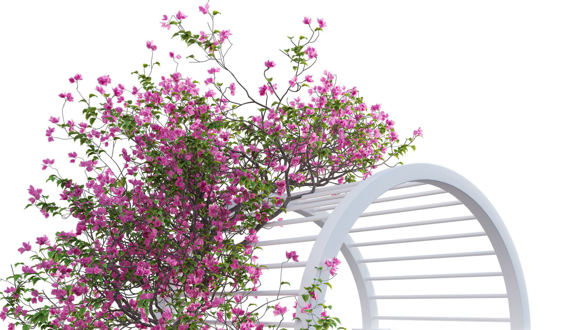 Bougainvillea 16 - Gate garden 3D model_8