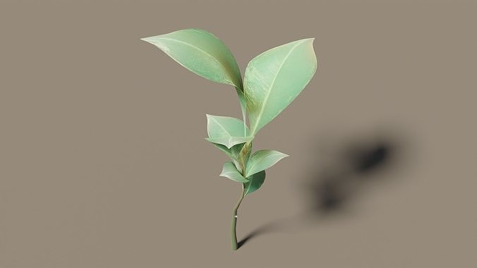 Leaf plant Programmatic settings 3D model