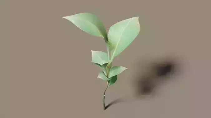 Leaf plant Programmatic settings 3D model