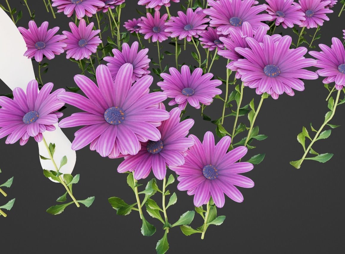 Purple Daisy Pbr  Low-poly 3D model_2