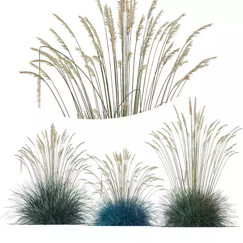 Plants Helictotrichon Sempervirens Pendula Avoine Blue Version2 3D model