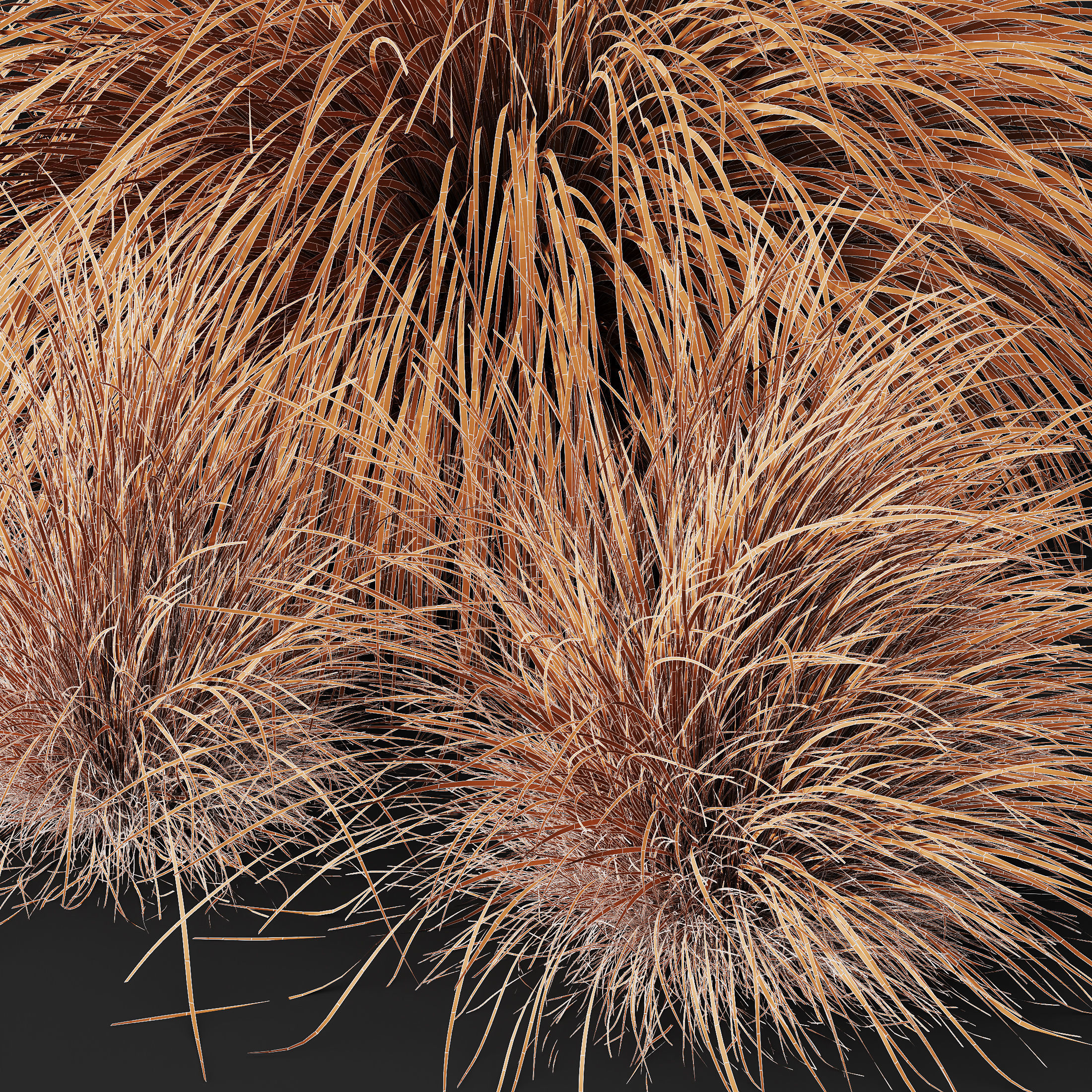 Plants Helictotrichon Sempervirens Pendula Avoine Blue 3D model_4