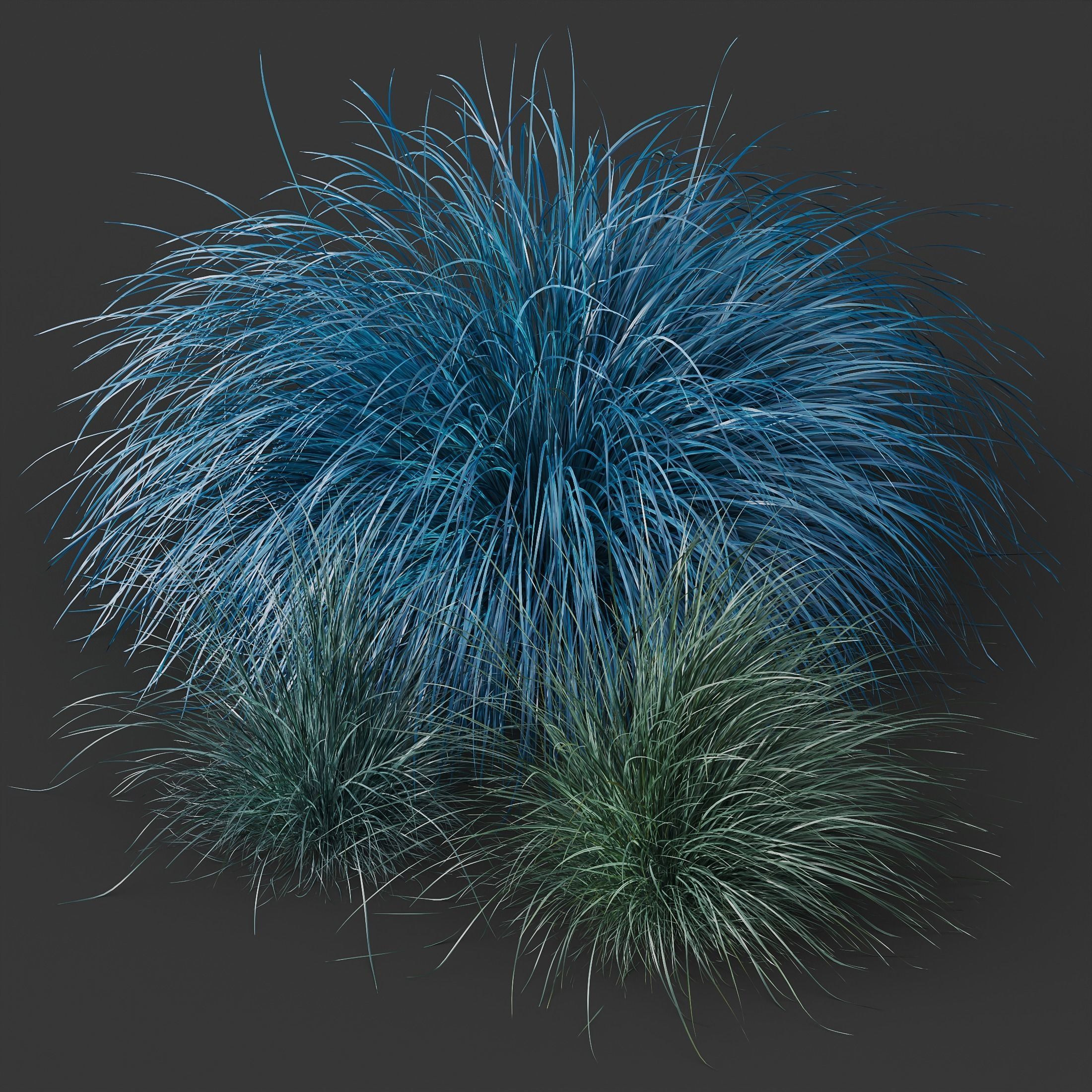 Plants Helictotrichon Sempervirens Pendula Avoine Blue 3D model_2