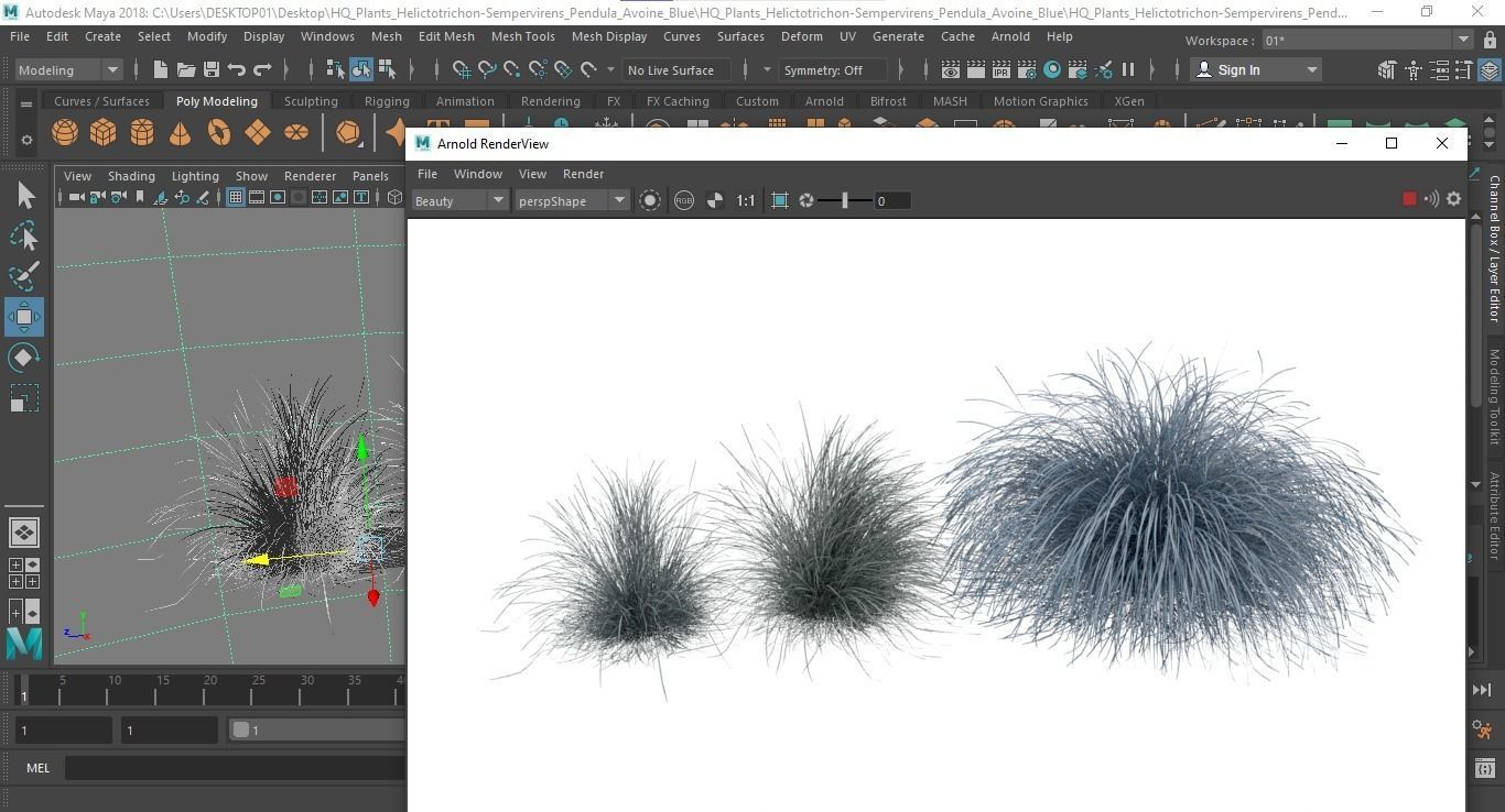 Plants Helictotrichon Sempervirens Pendula Avoine Blue 3D model_6