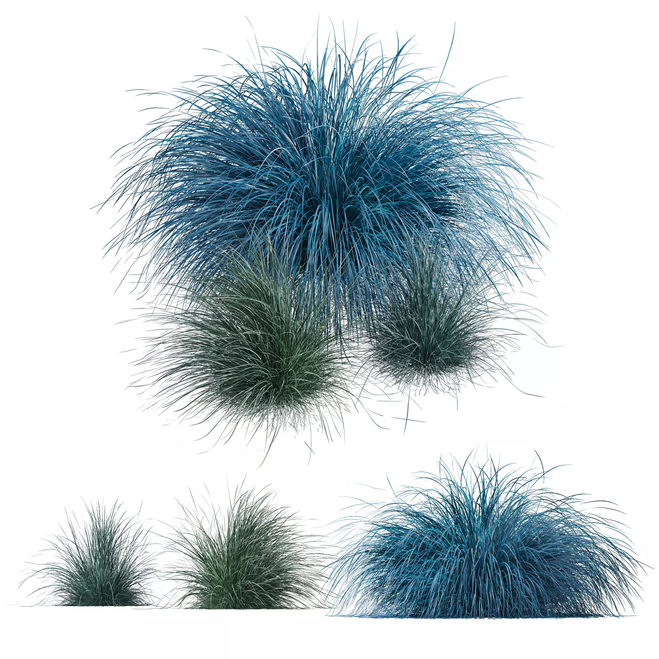 Plants Helictotrichon Sempervirens Pendula Avoine Blue 3D model_0