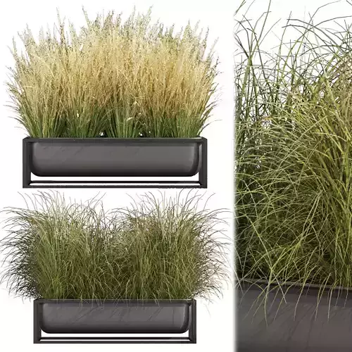 Collection plant vol 478 - grass - Switchgrass - Northwind 