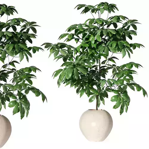 Little Tree  Low-poly 3D model